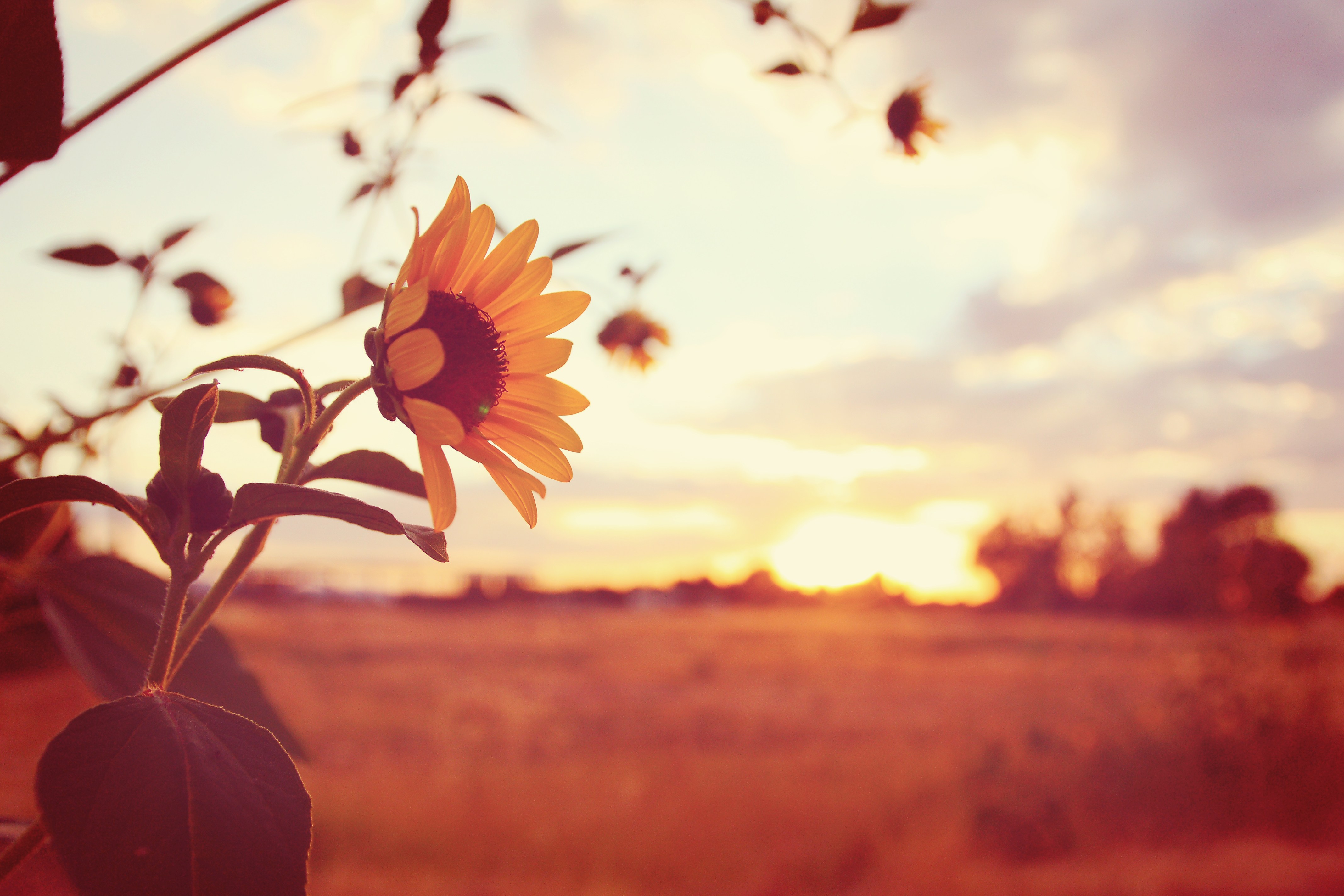 Sunflower sunset | Phoenix Wedding Photographer | Mike Olbinski ...