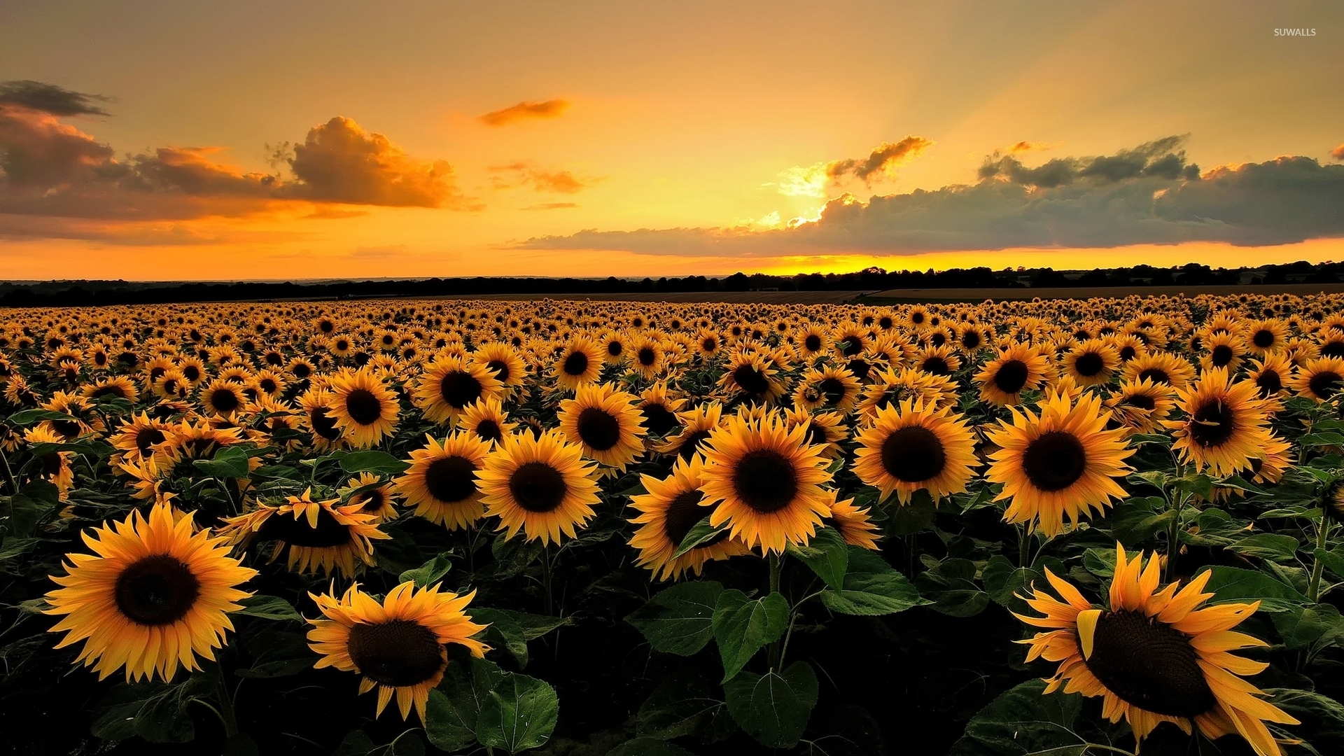 Sunset on the sunflower field wallpaper - Flower wallpapers - #53670
