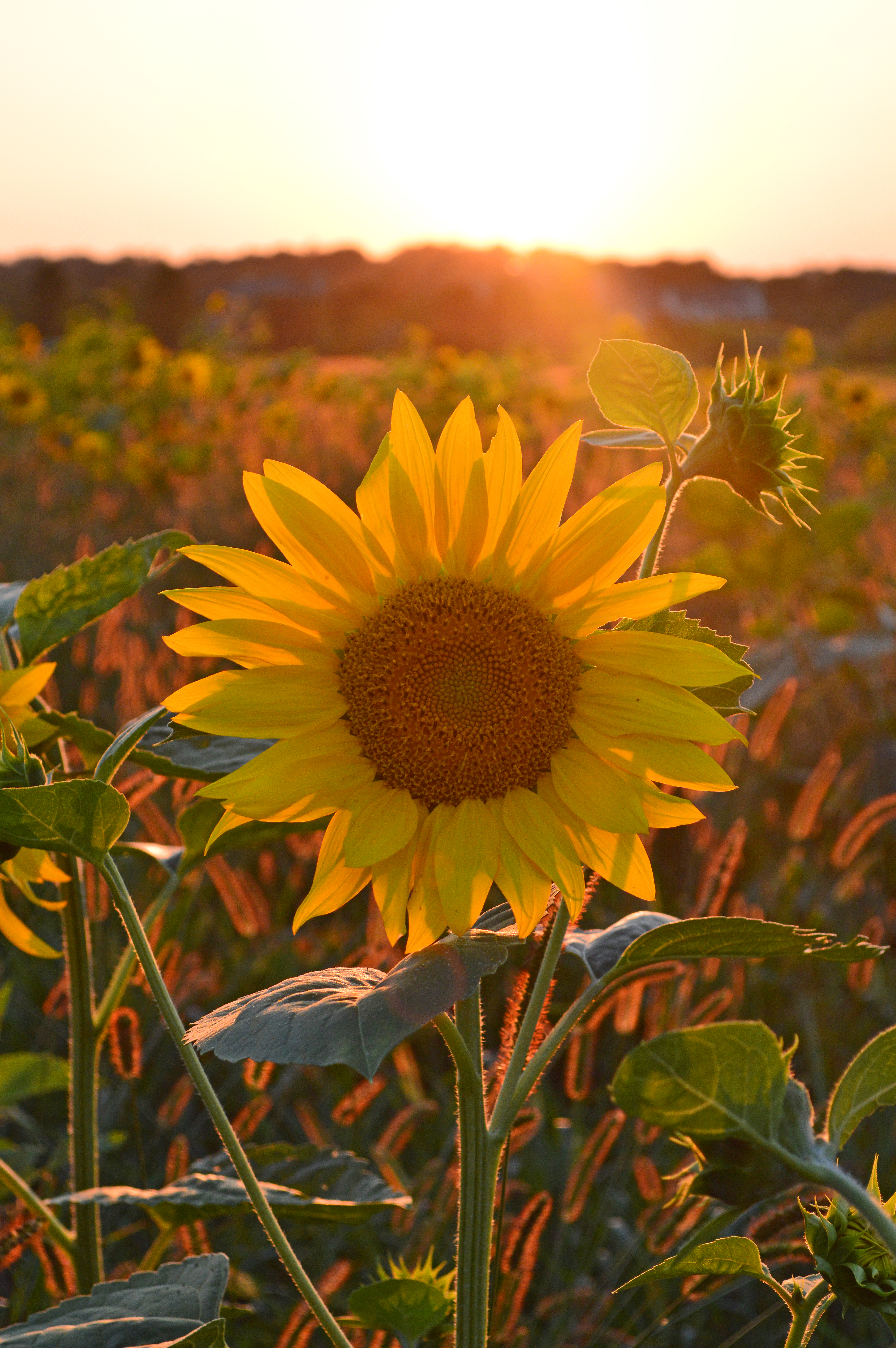 Sunflowers at Sunset | Corianne Egan