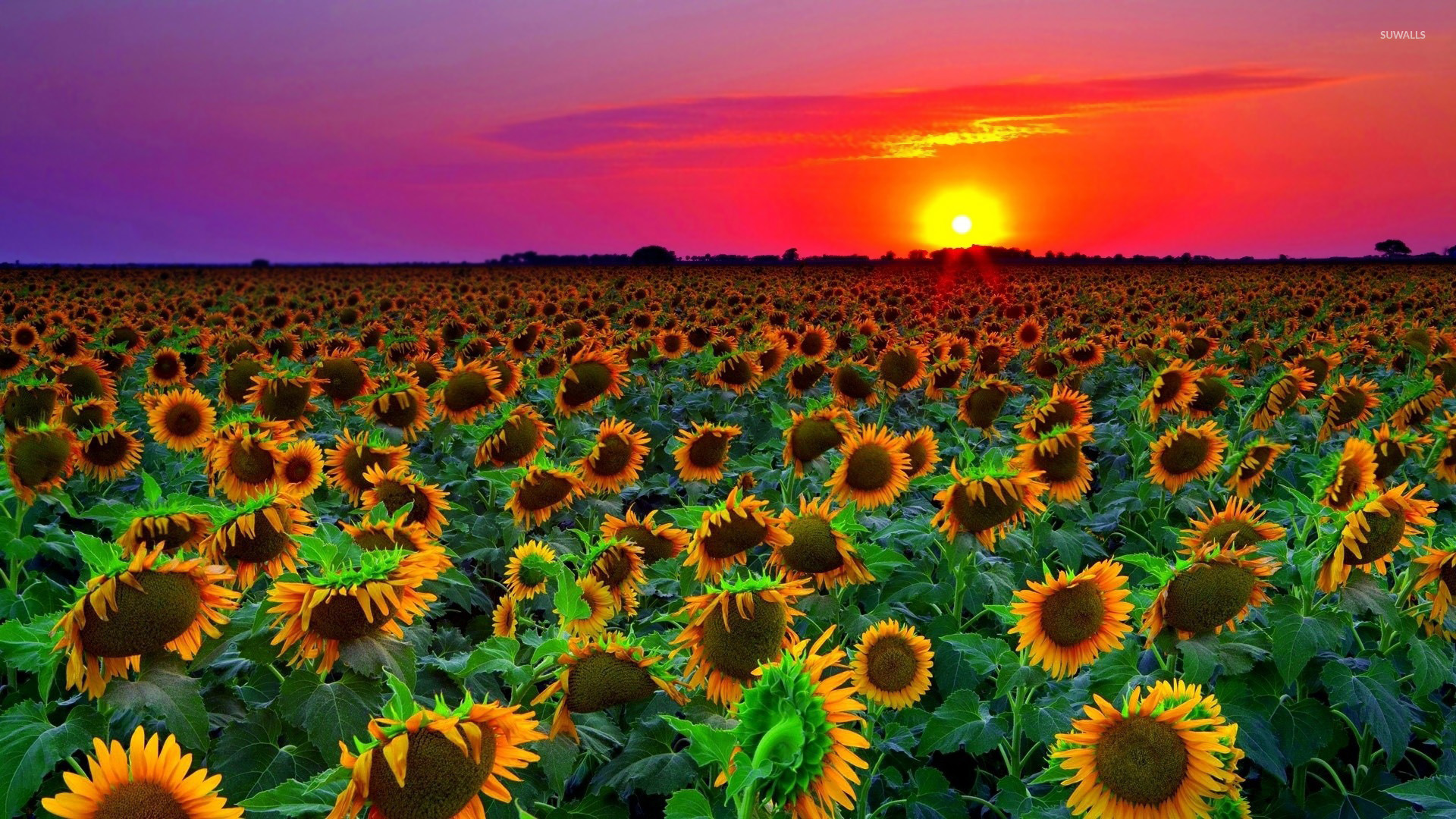 Sunflower during sunset photo