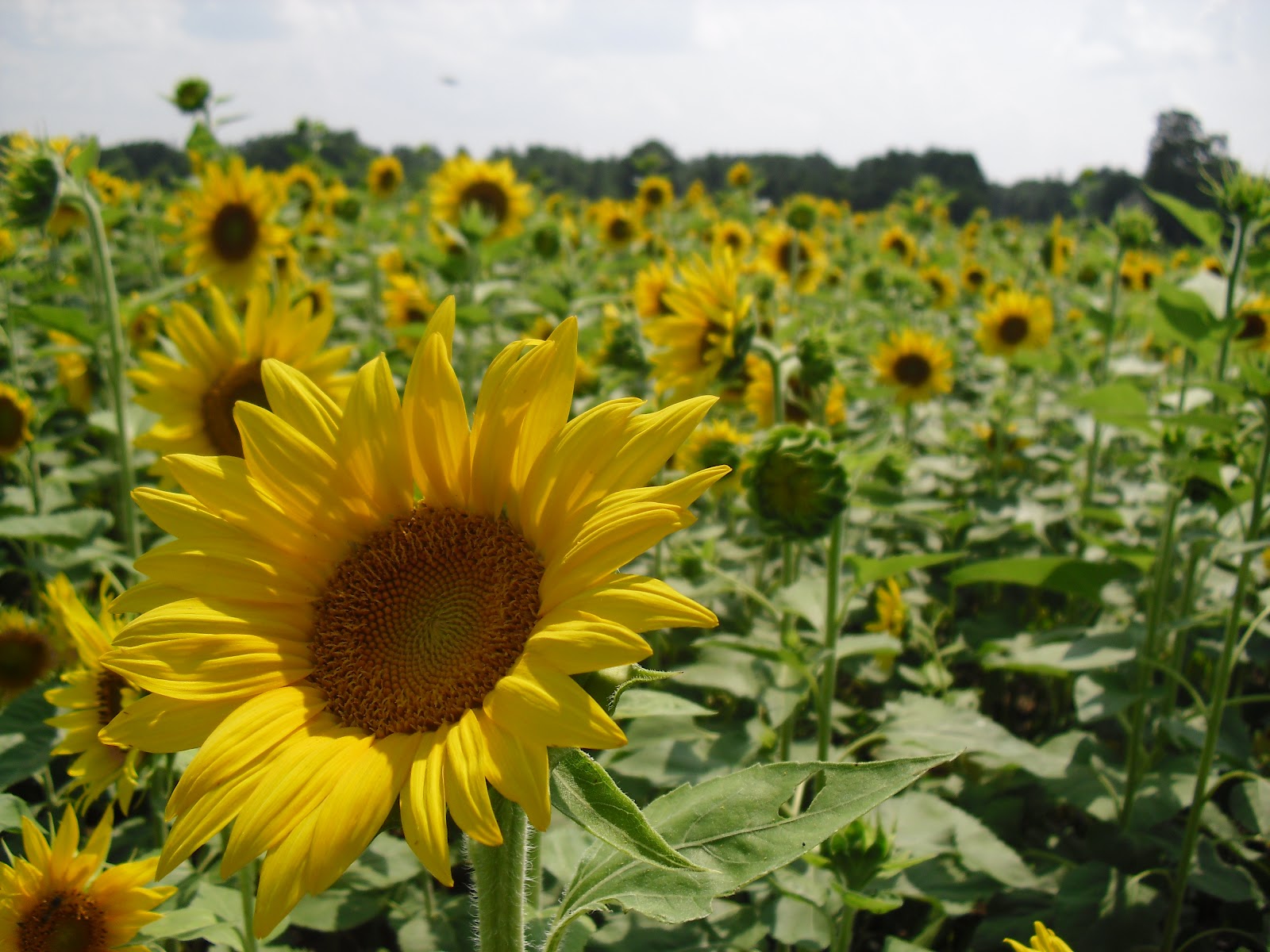 Wildflower Bouquets – Enjoy Simple Pleasures: Amazing Sunflower ...