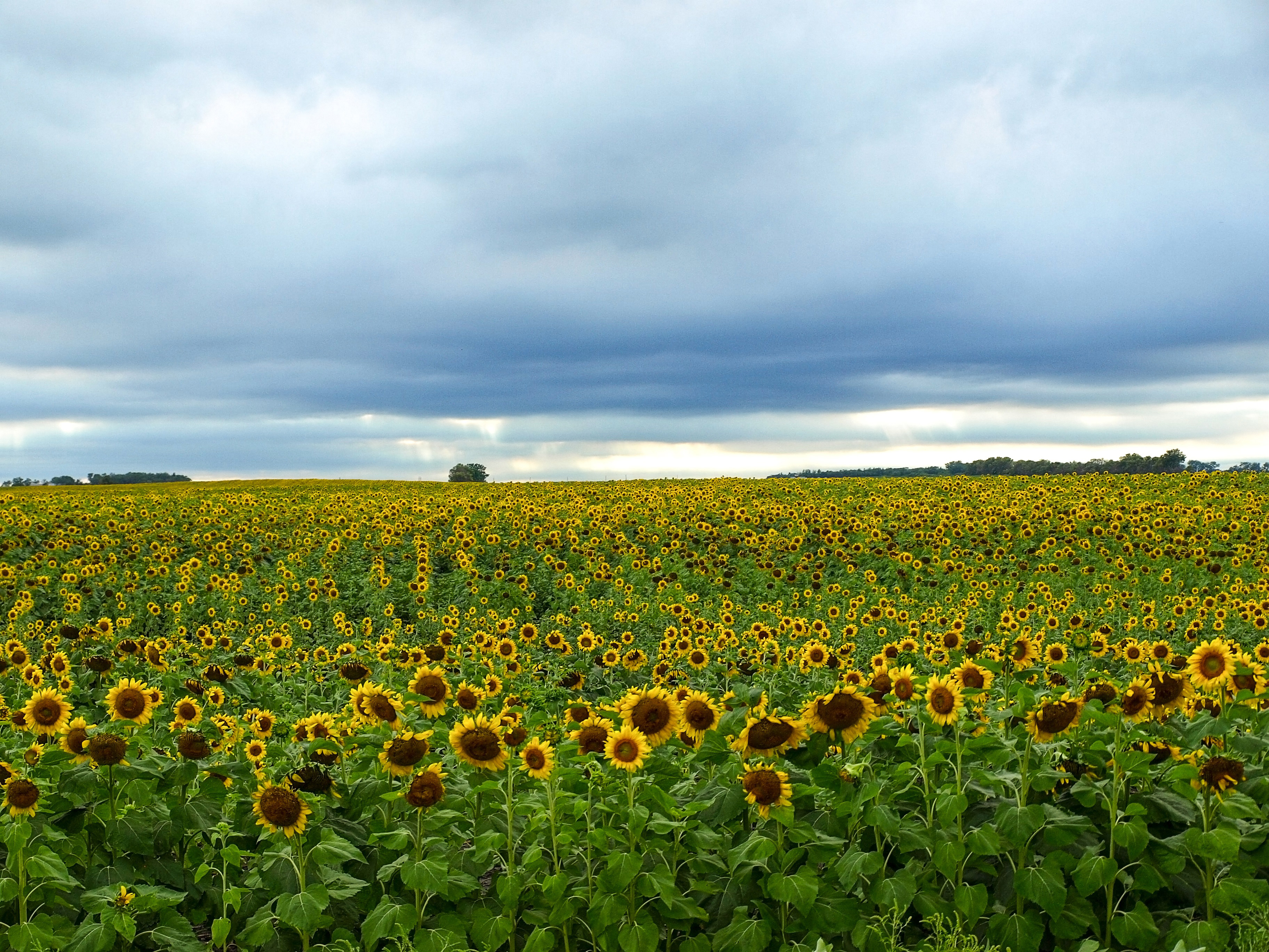 Sunflower field landscape under the cloudy skies image - Free stock ...