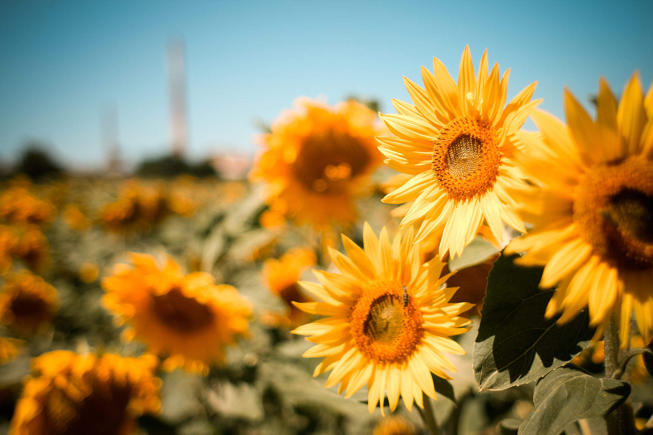 Sunflowers Field Free Stock Photo Download | picjumbo