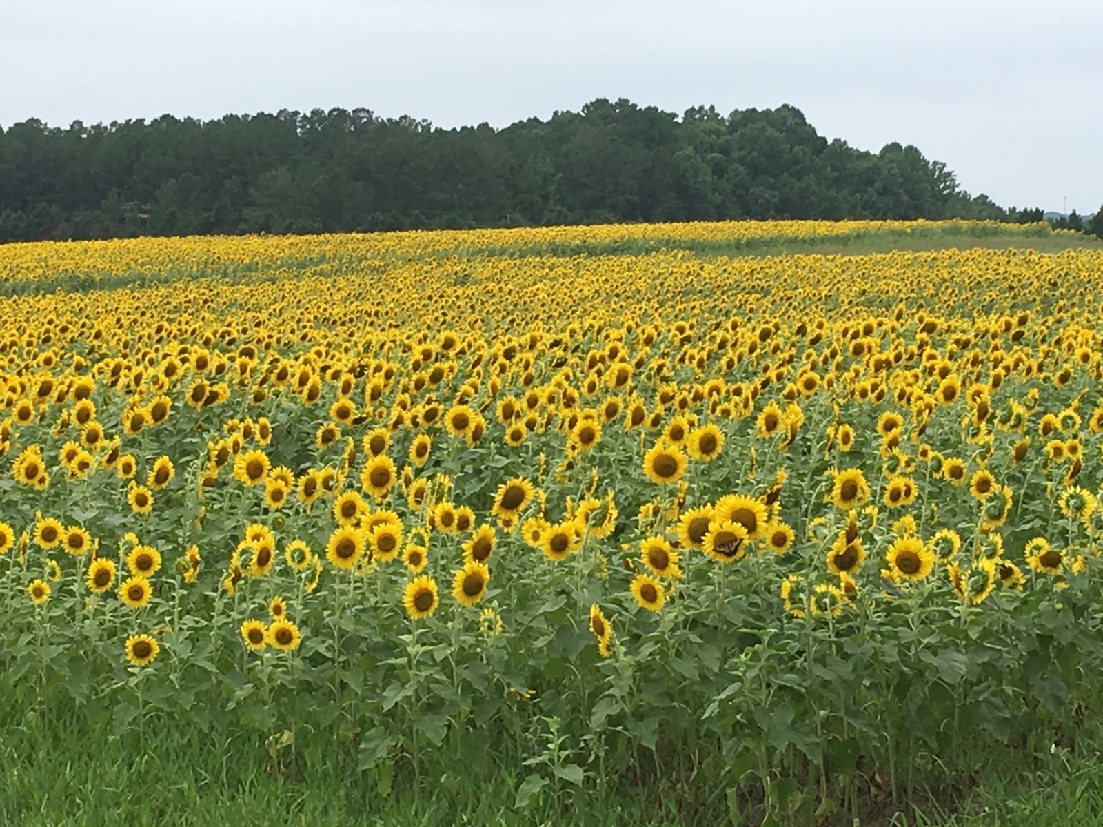 Exploring the Secret Neuse River Sunflower Fields in Raleigh