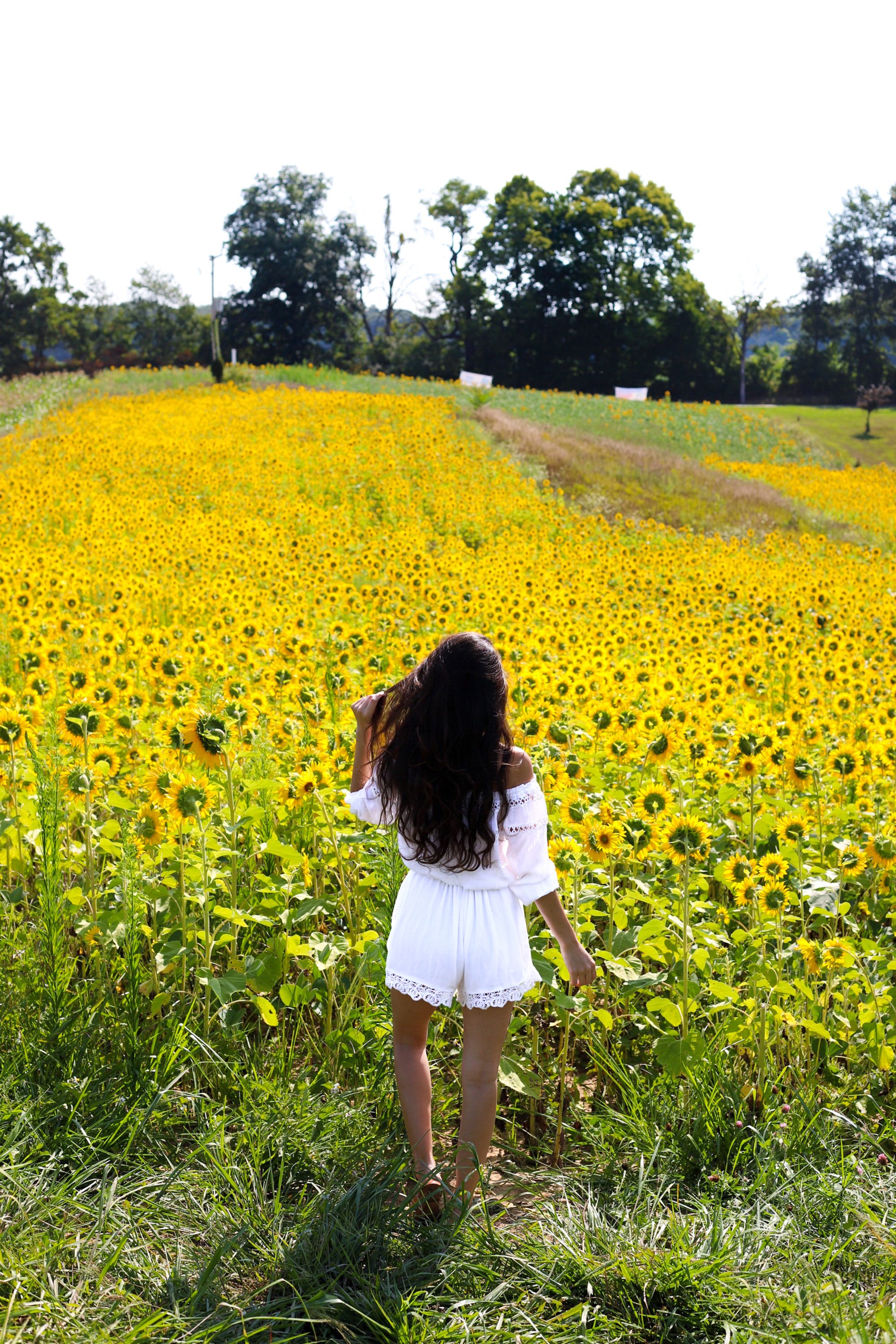 Sunflower Fields Forever - Lush to Blush