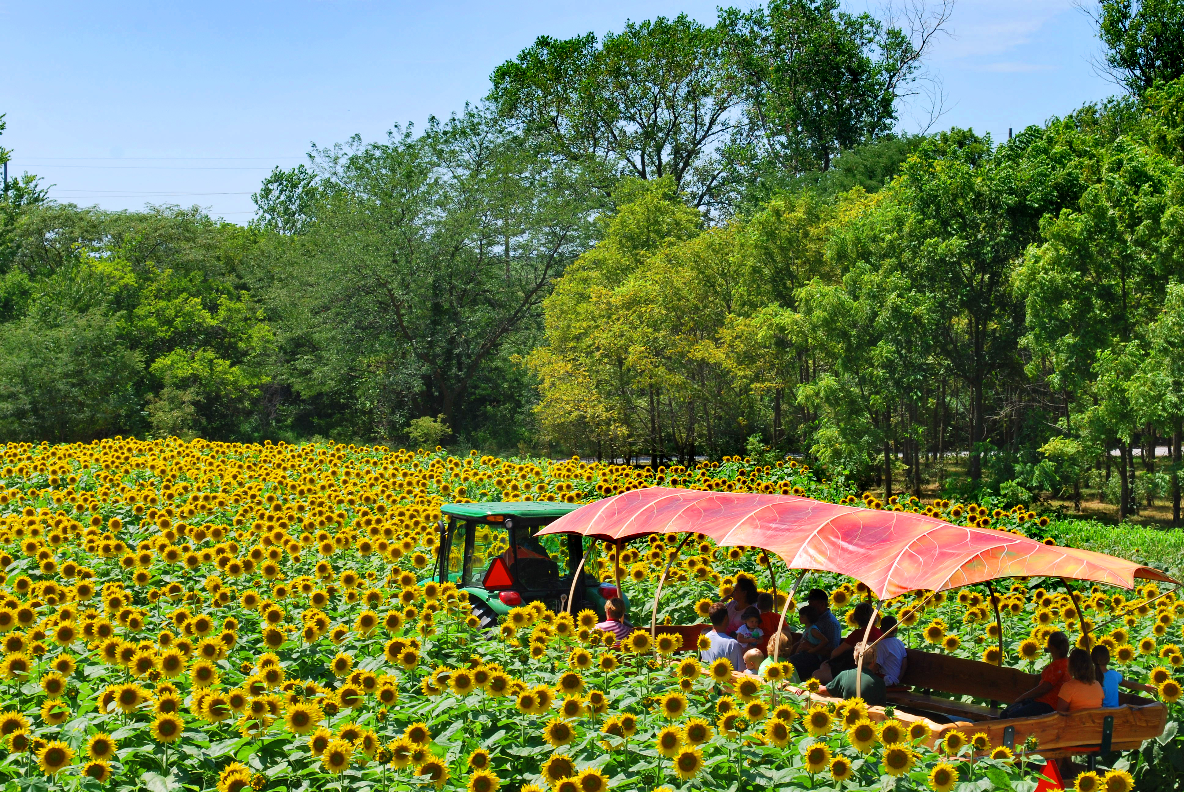 Sunflowers in Bloom NOW at Arbor Day Farm