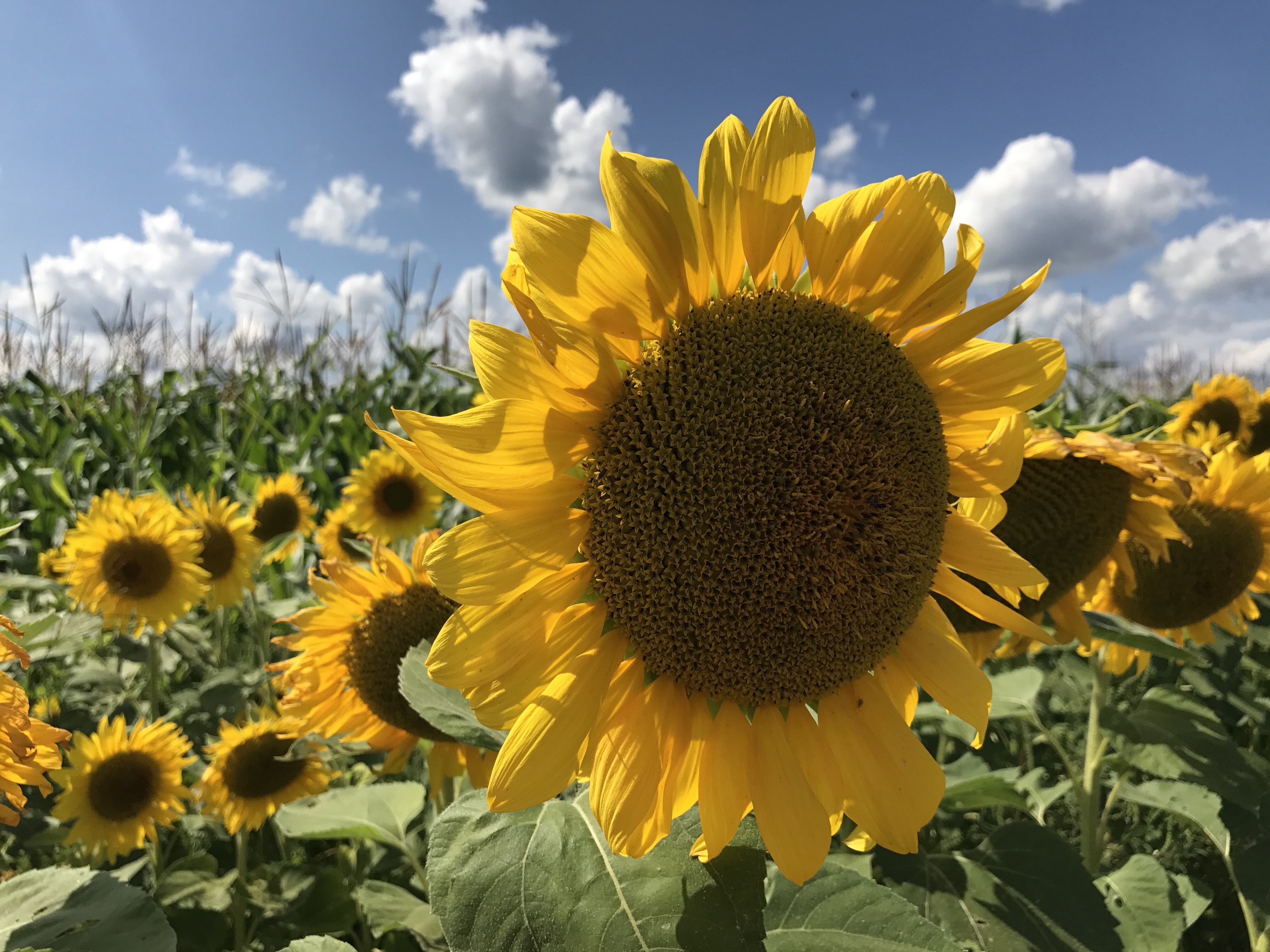 Sunflower Fields Forever | Barefoot in Bluejeans