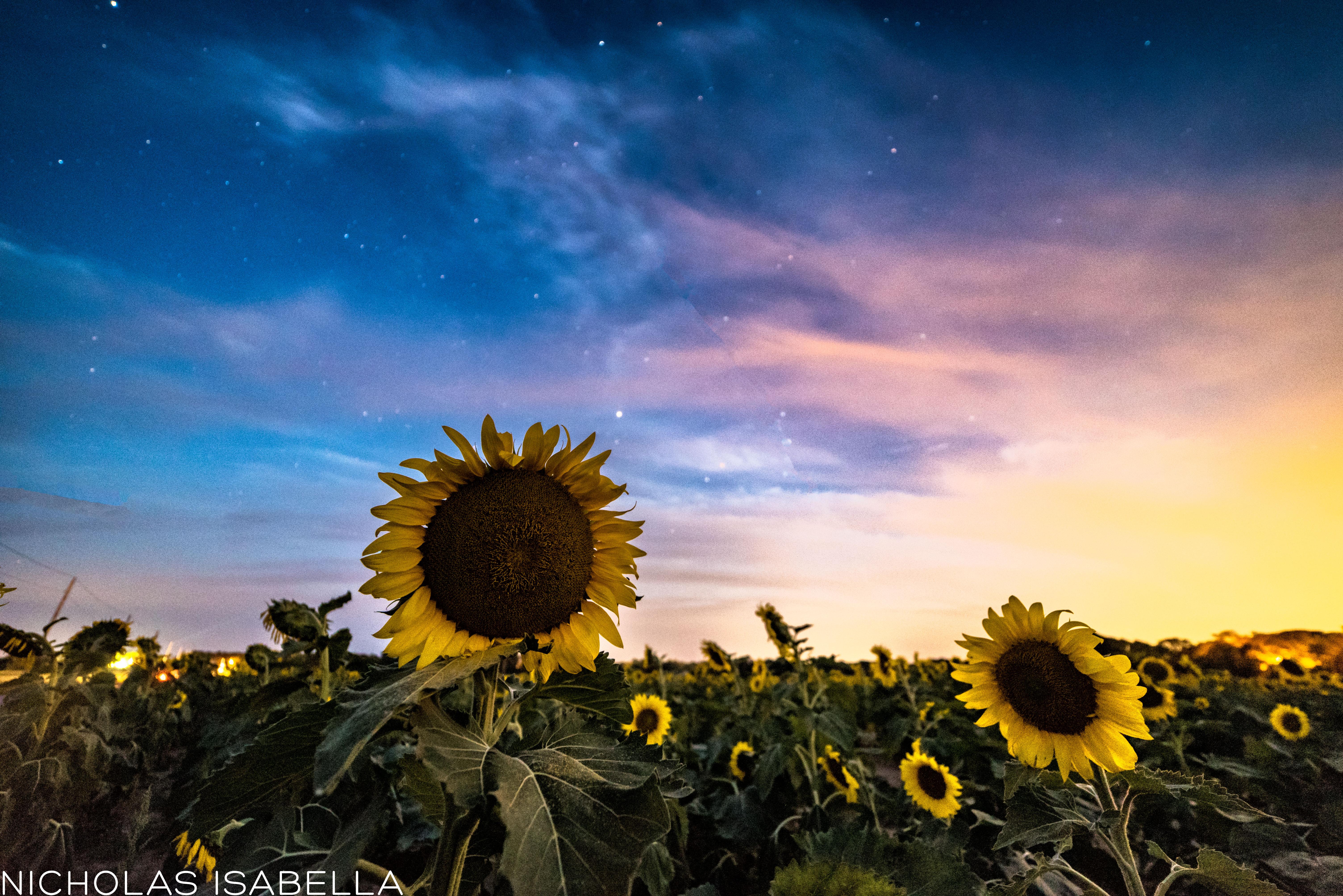 Photograph of a sunflower field in mattituck last evening. : longisland