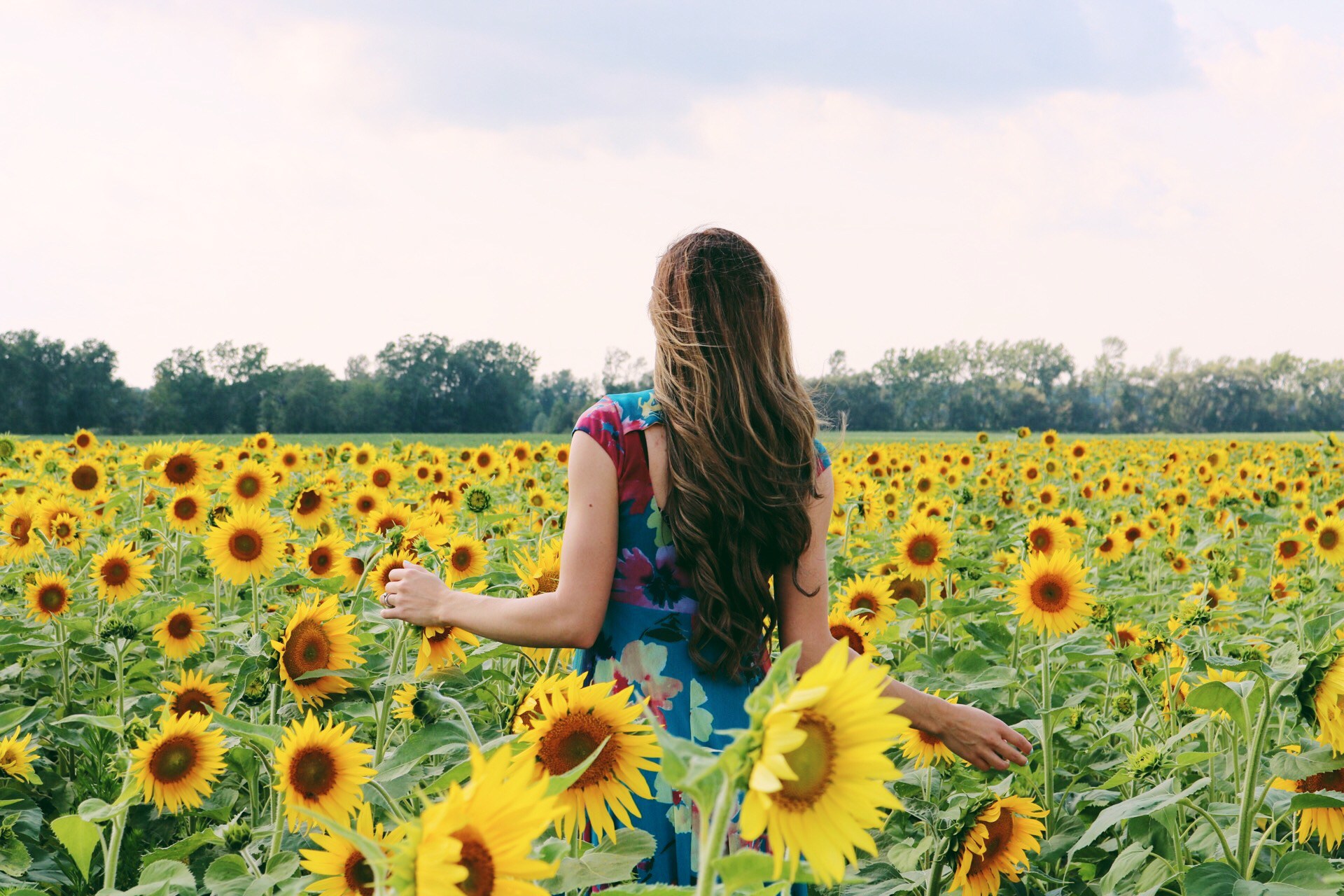 Sunflower Fields - FINDING PHILOTHEA