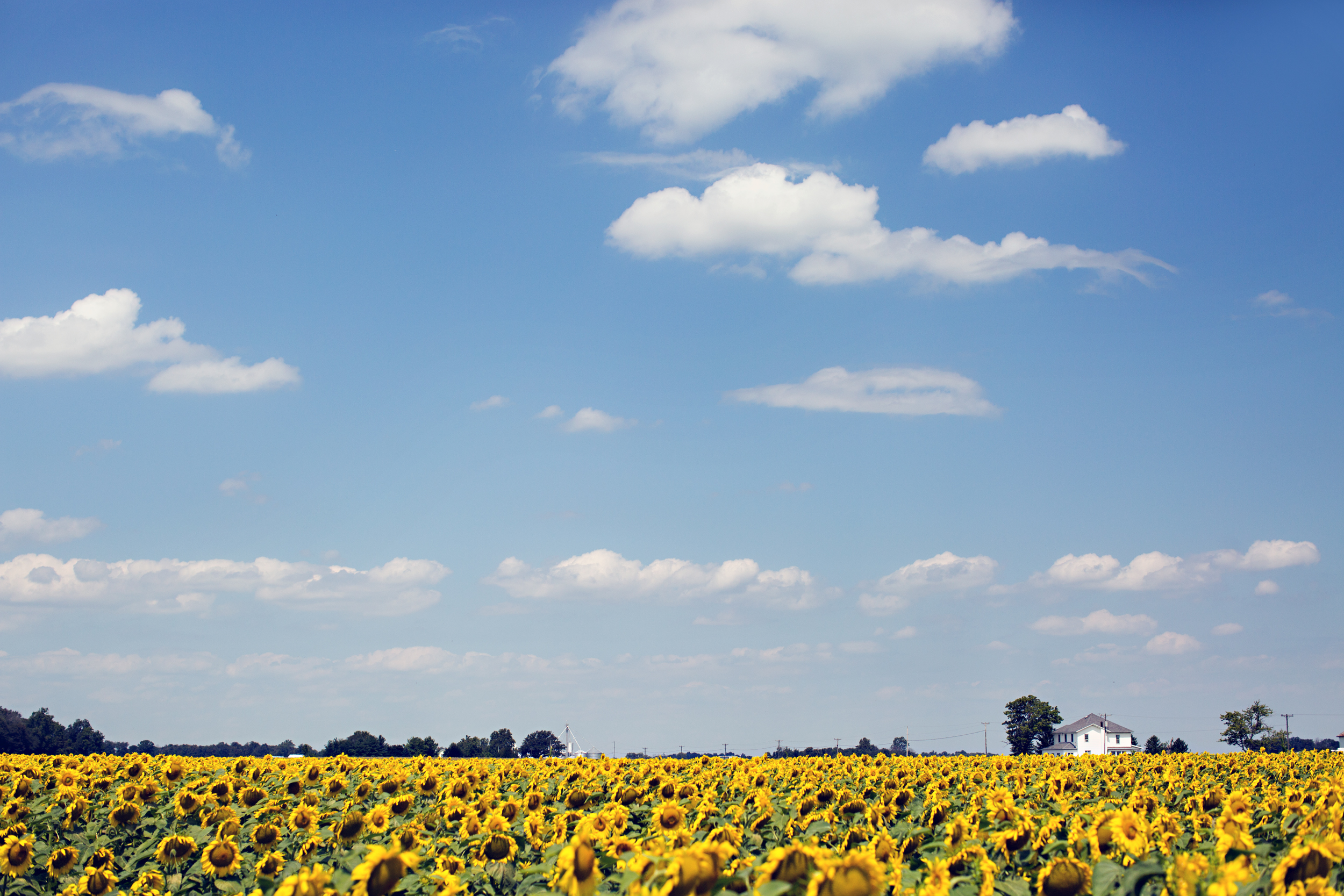 Sunflower Field – Ohio Route 127 – This Beautiful Life