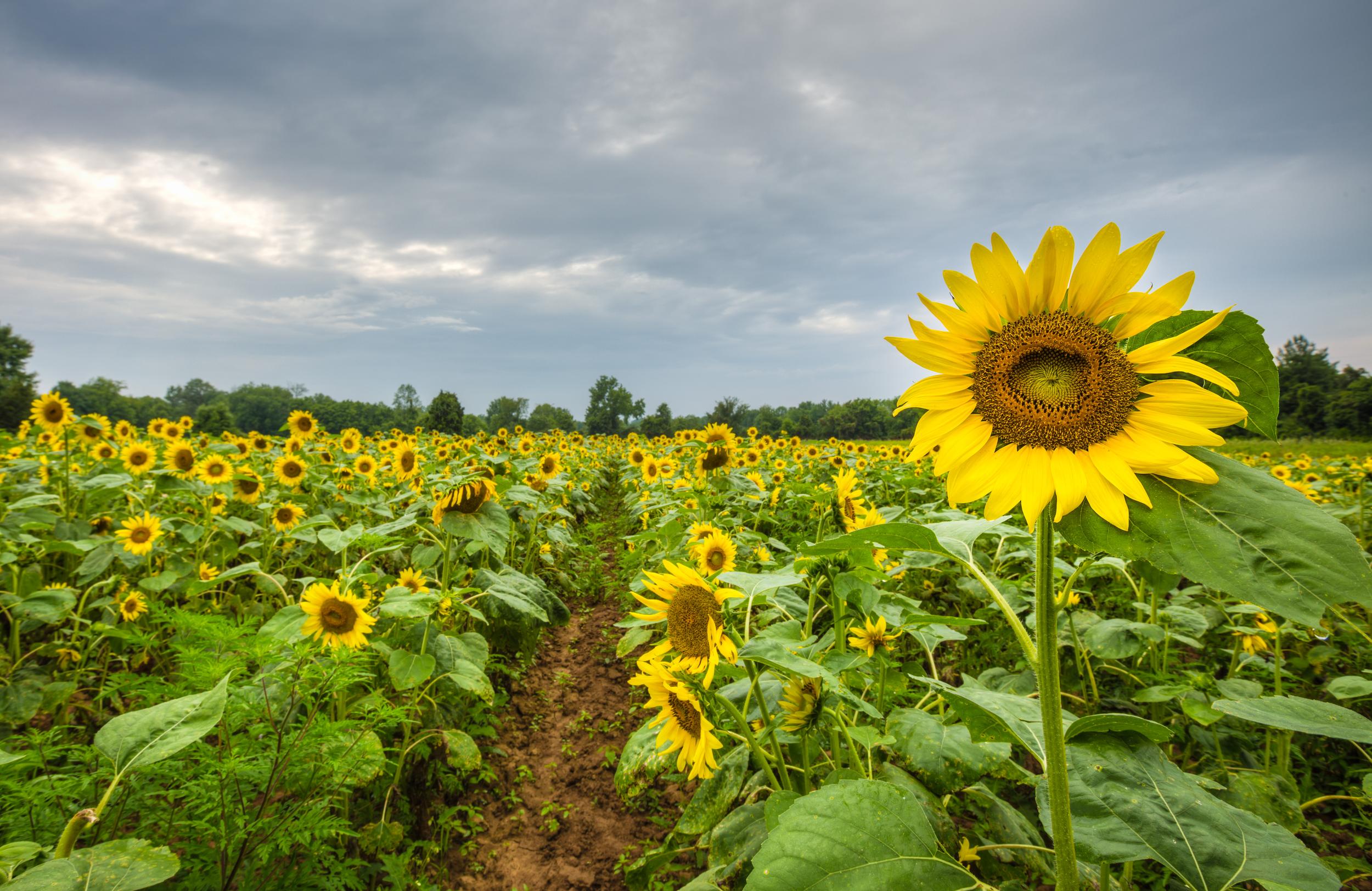 Sunflower Fields at McKee-Beshers in Maryland [Photo Guide]