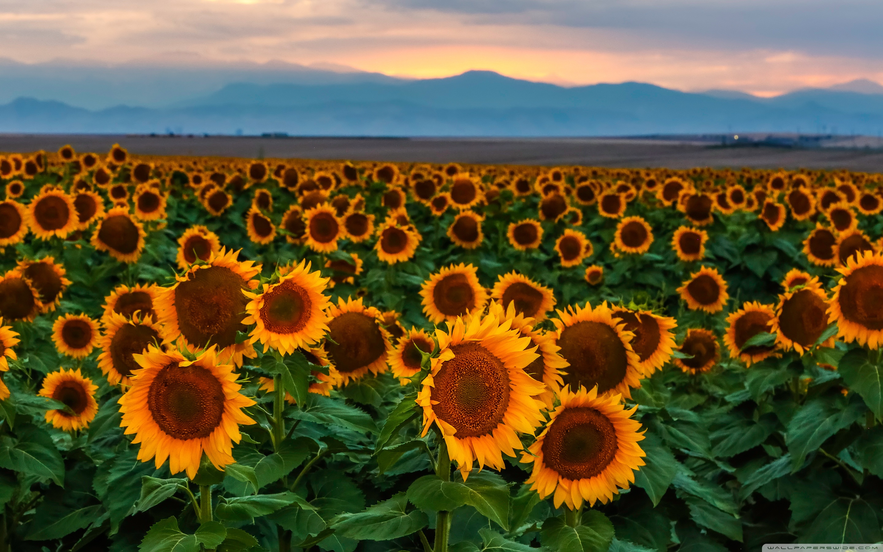 Sunflower Field, Sunset, Colorado ❤ 4K HD Desktop Wallpaper for 4K ...