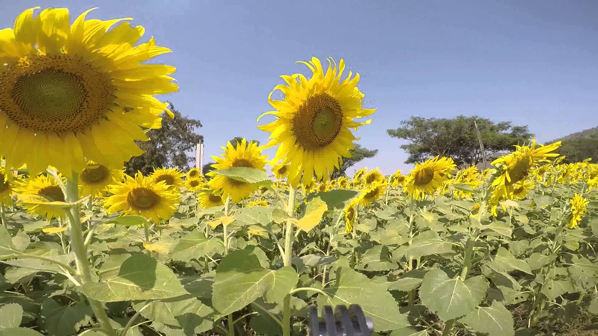 Sunflower field at Jim Thomson farm - YouTube