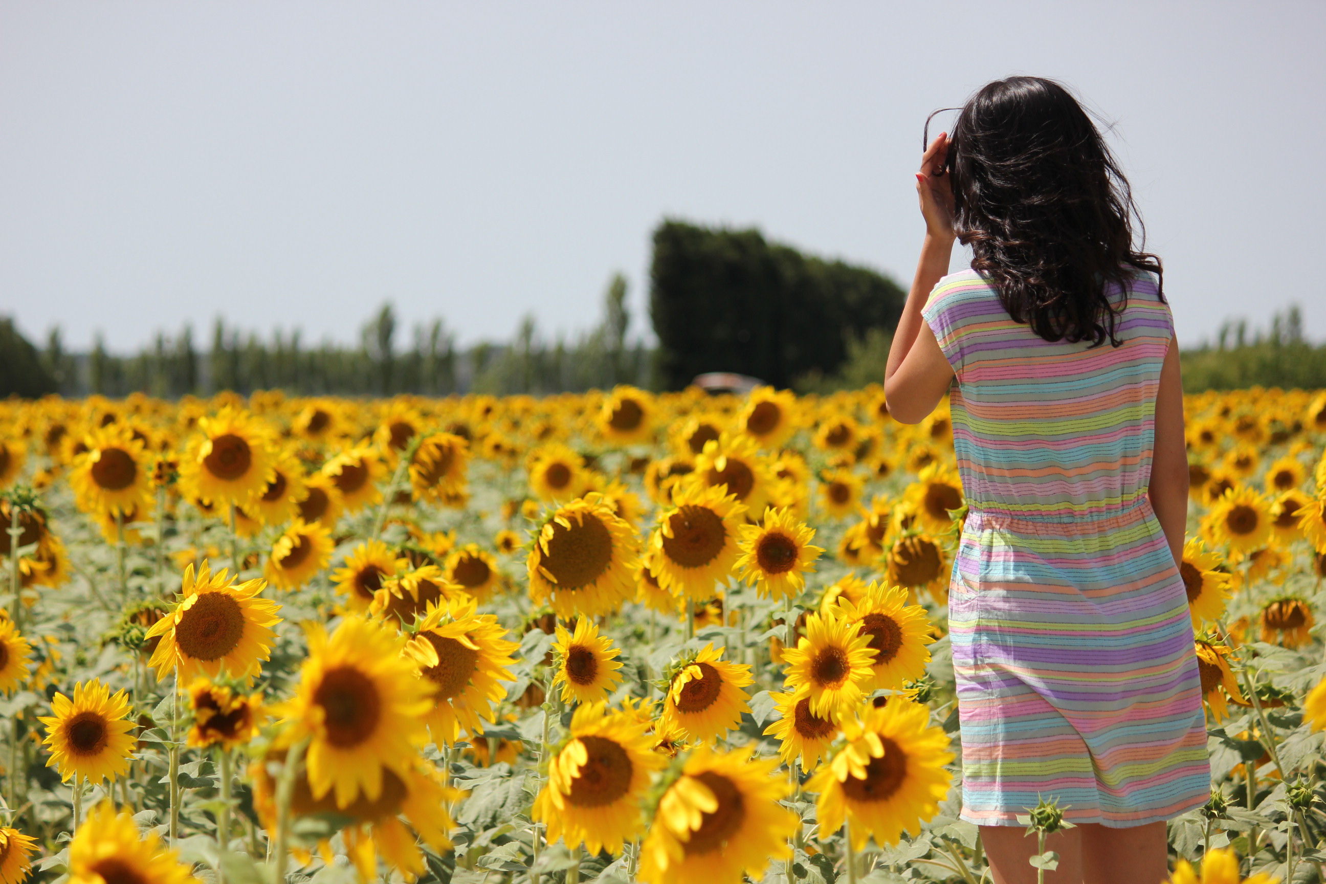 Sunflower fields of Provence | bilbyandbear