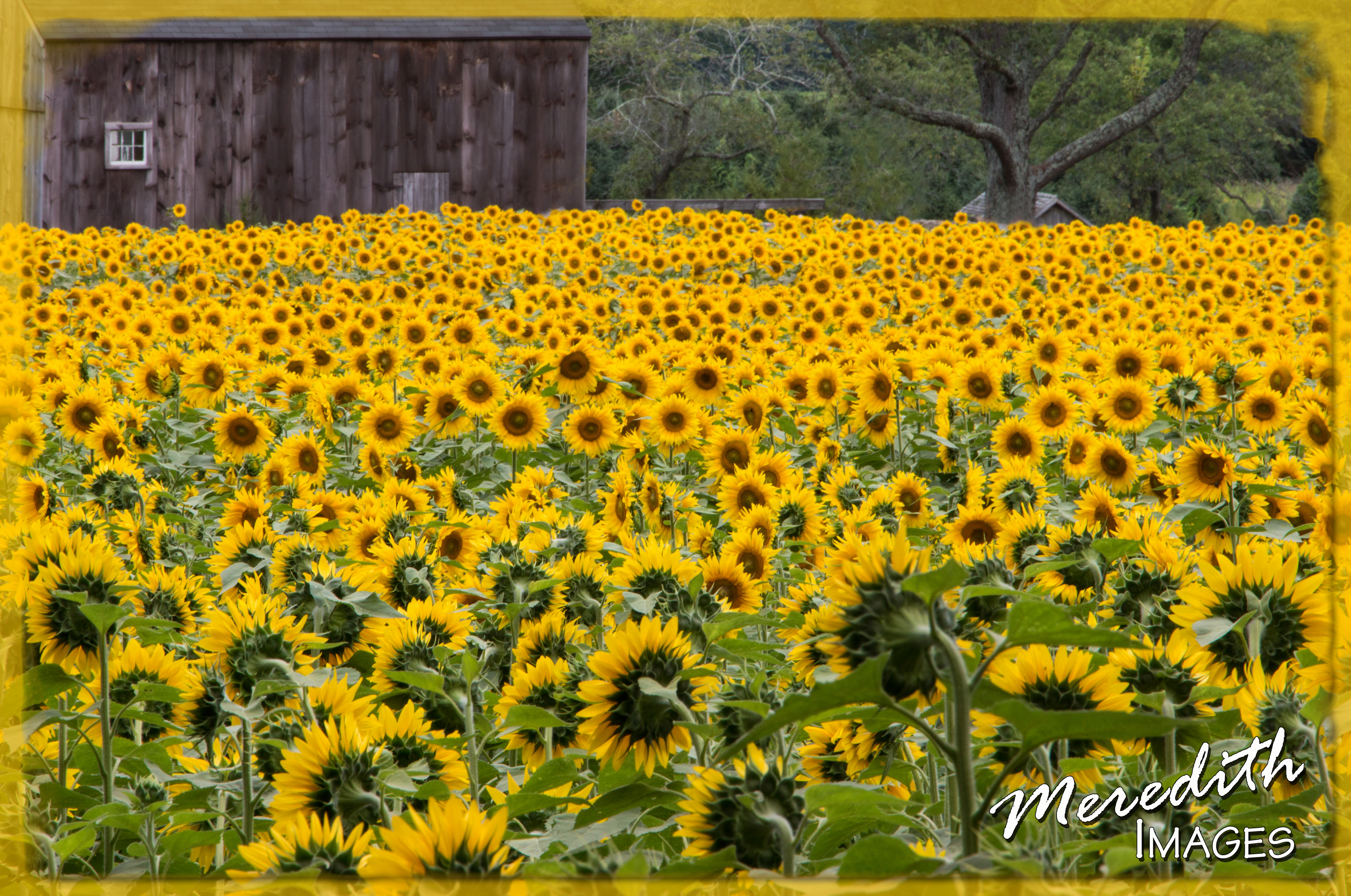 Sunflower Field |