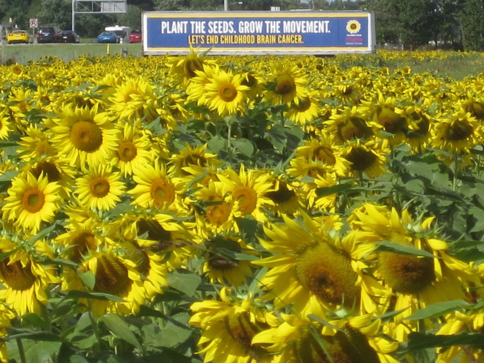 Prayers from Maria Sunflower Field -- Avon, OH