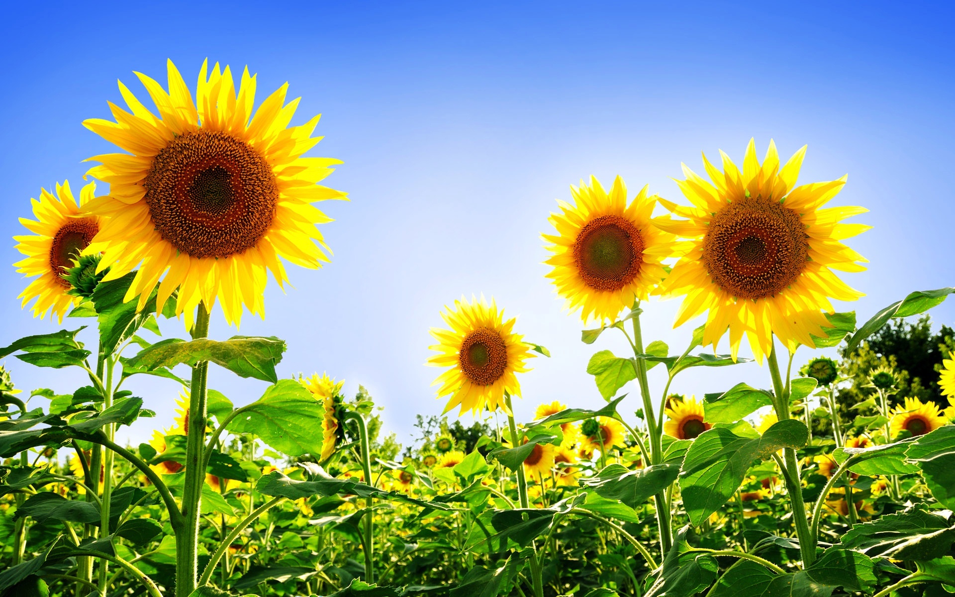 Sunflower Field Wallpaper #6812493