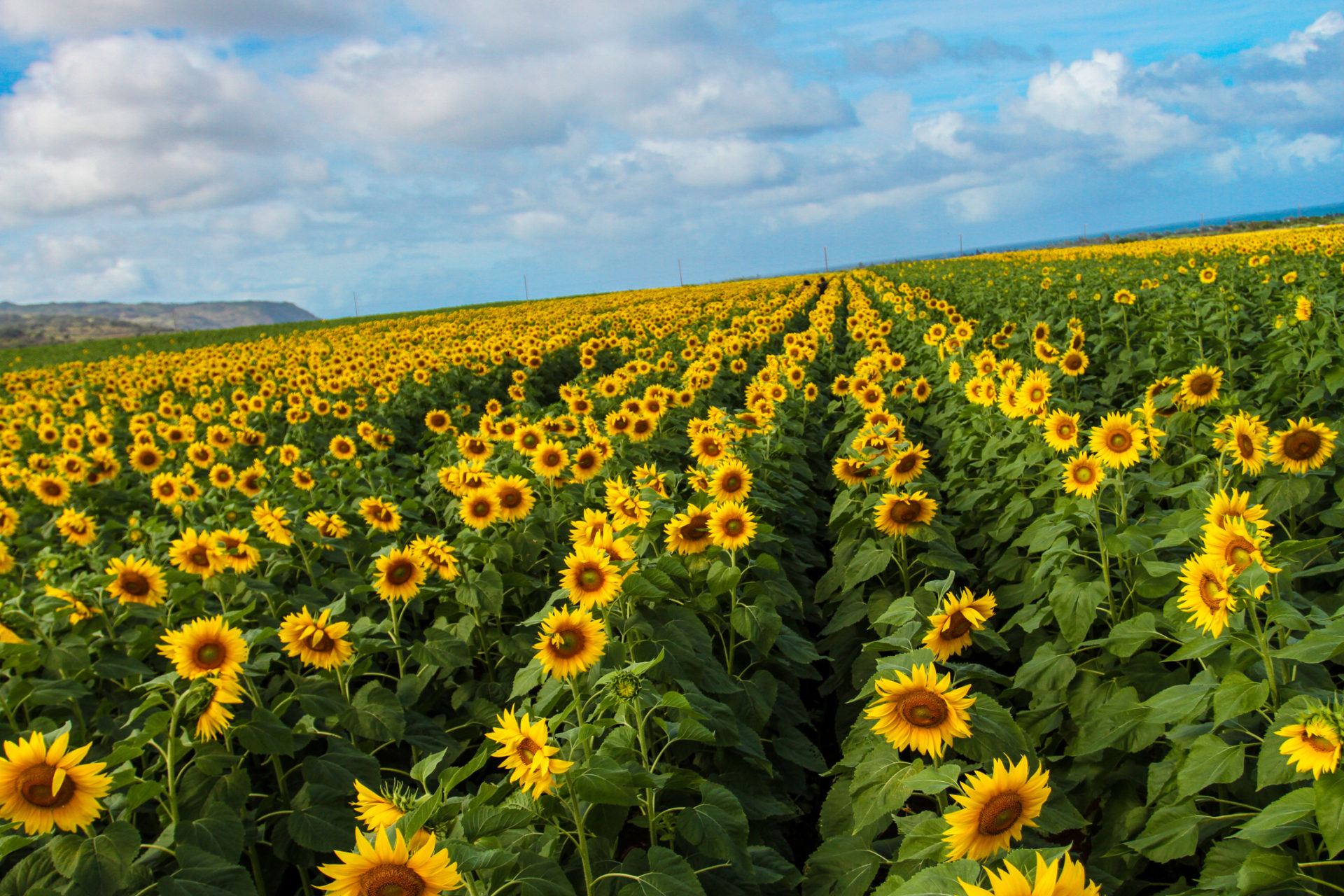 Sunflower Fields in Waialua on Oahu's North Shore - A Must See!