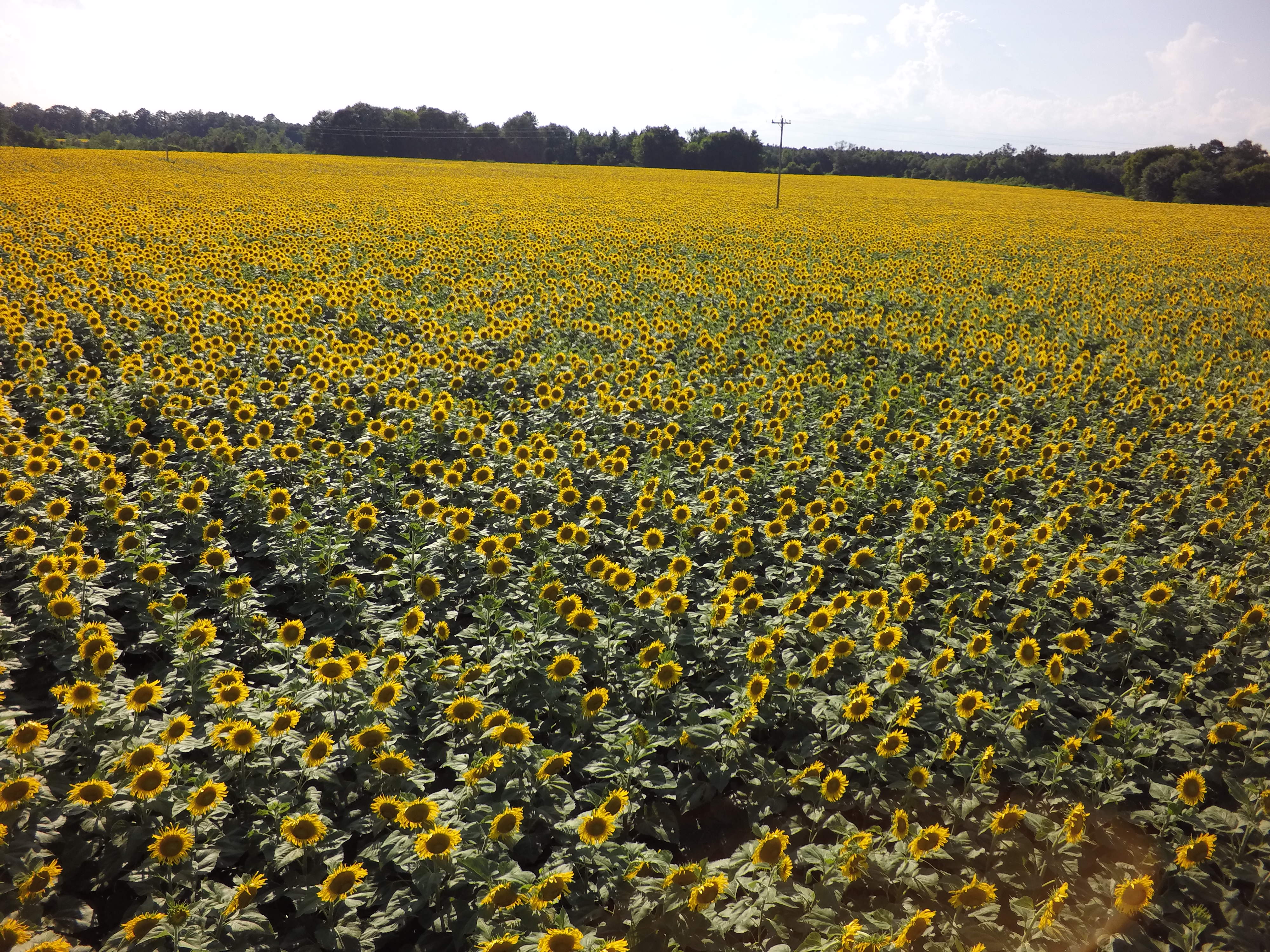 Autauga Sunflower Field Set to Bloom in Early July! | Alabama Aerial ...