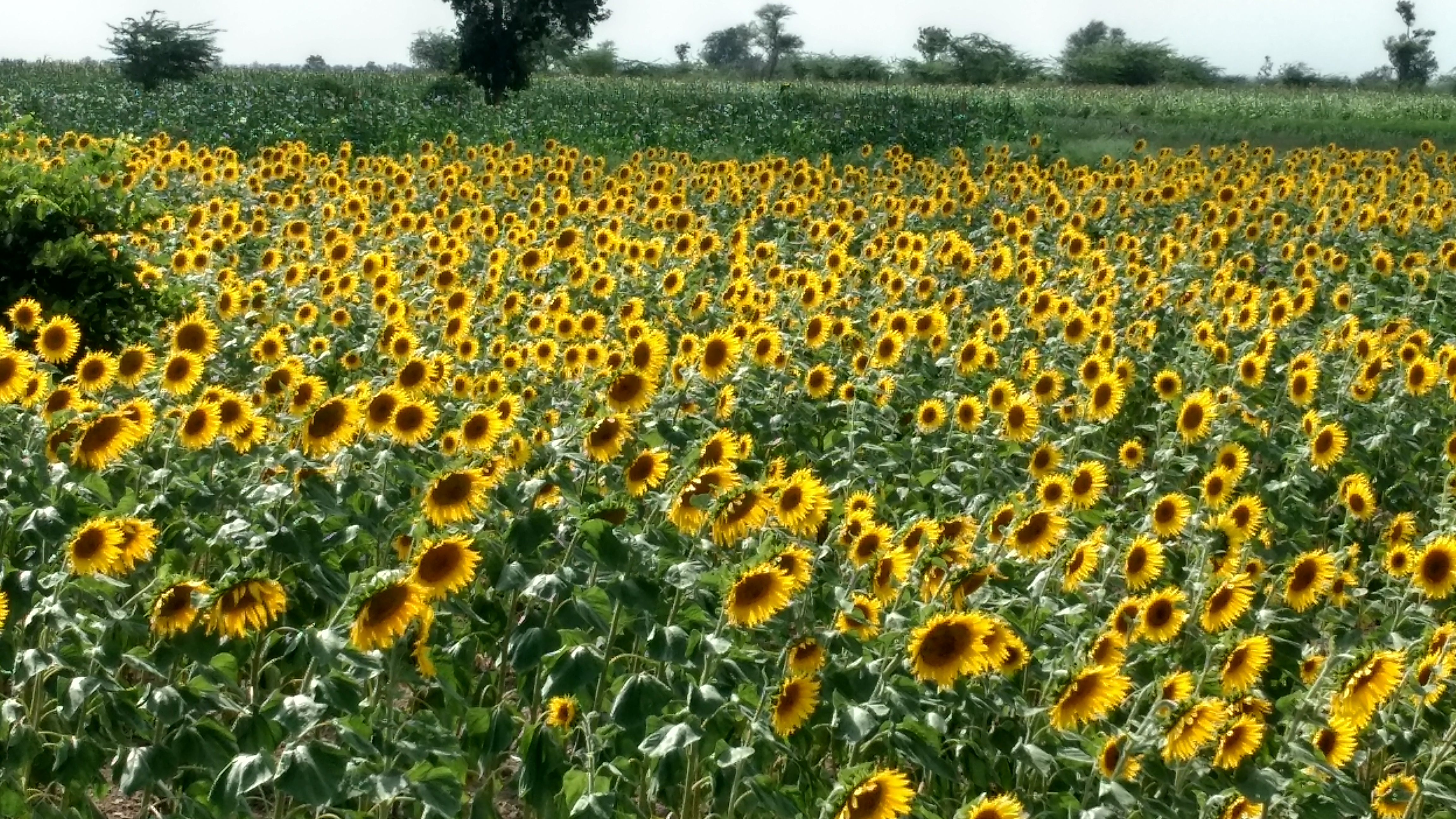 File:SunflowerField.jpg - Wikimedia Commons