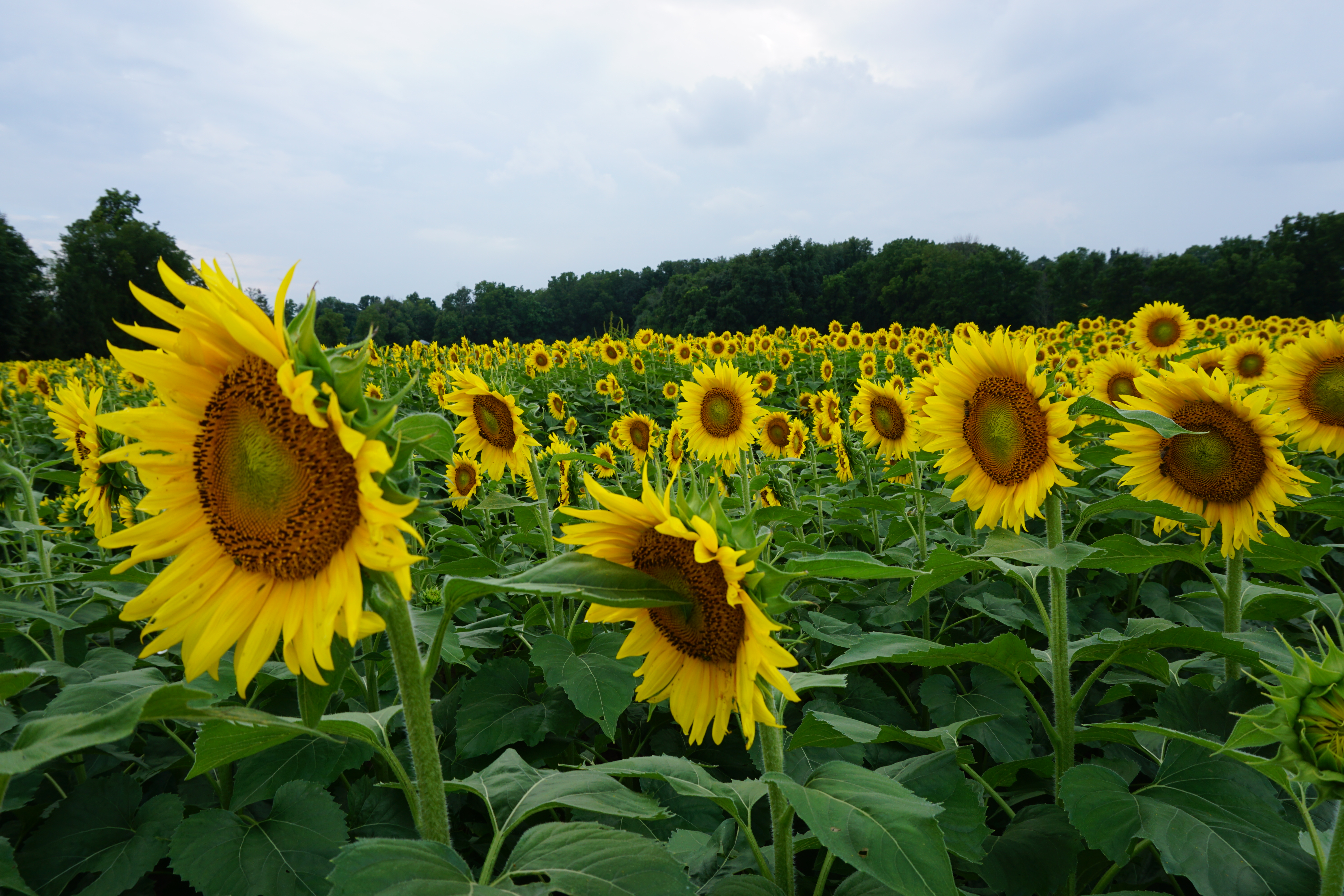The Sunflower Fields | The Glorious Mundane