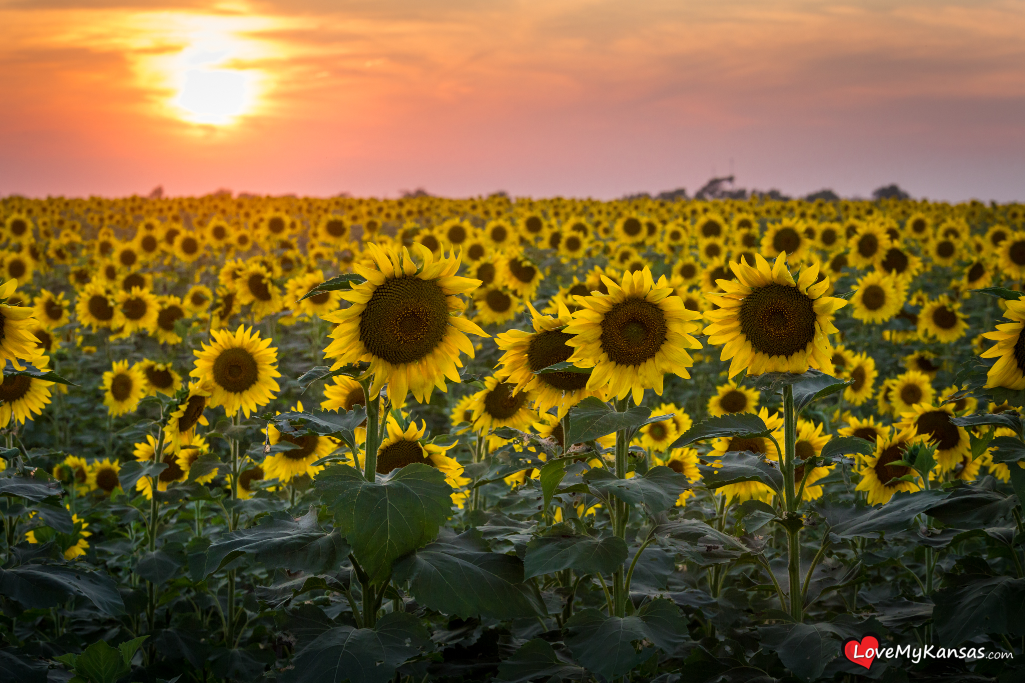 Sunflower Sunset — Love My Kansas, Inc.