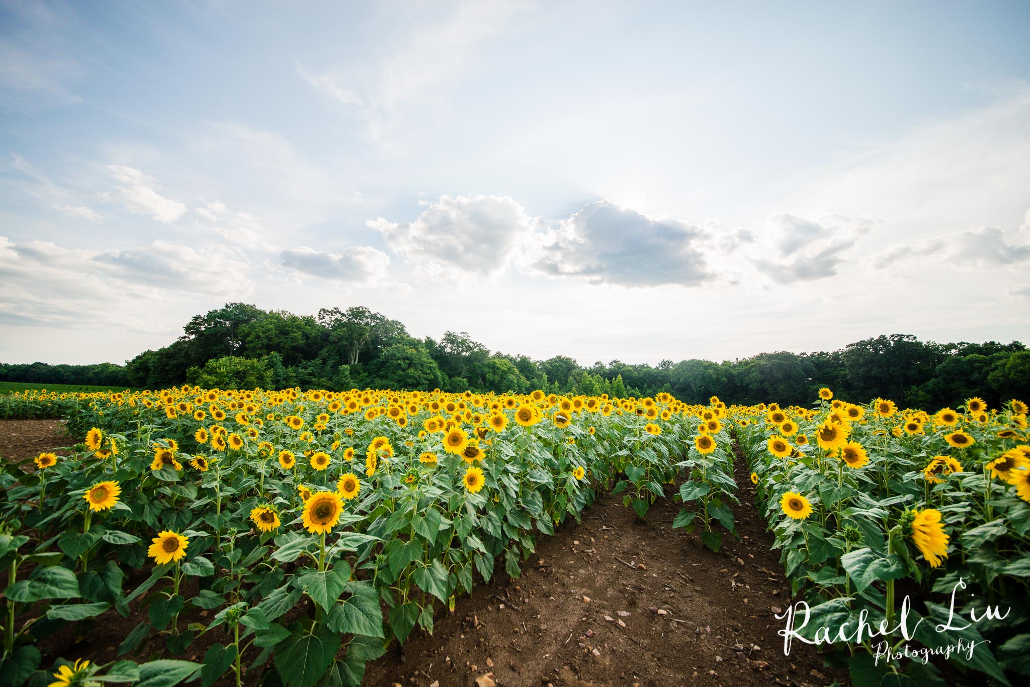 I Found My Sunflower Fields – Rachel Liu Photography