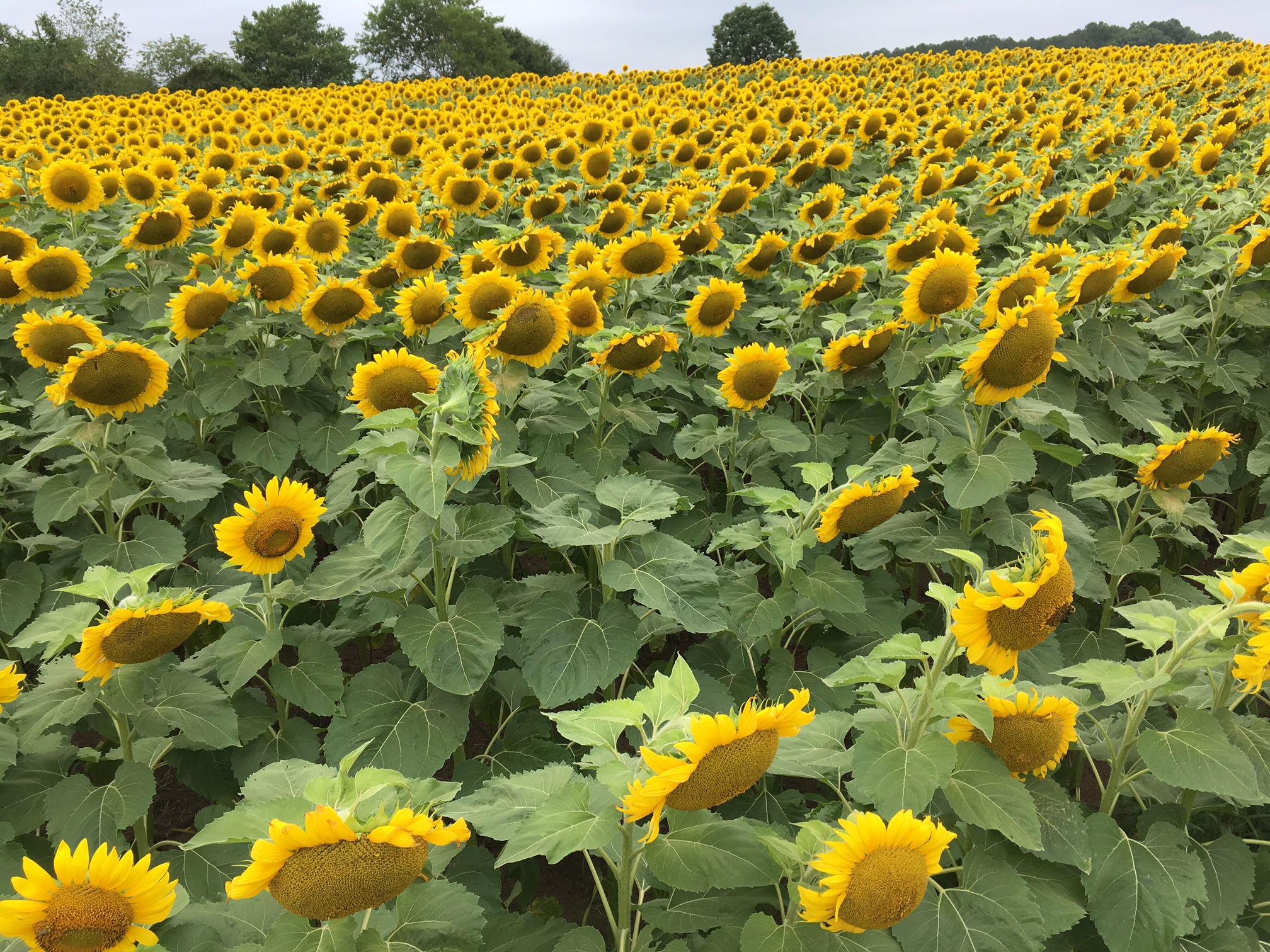 Exploring the Secret Neuse River Sunflower Fields in Raleigh