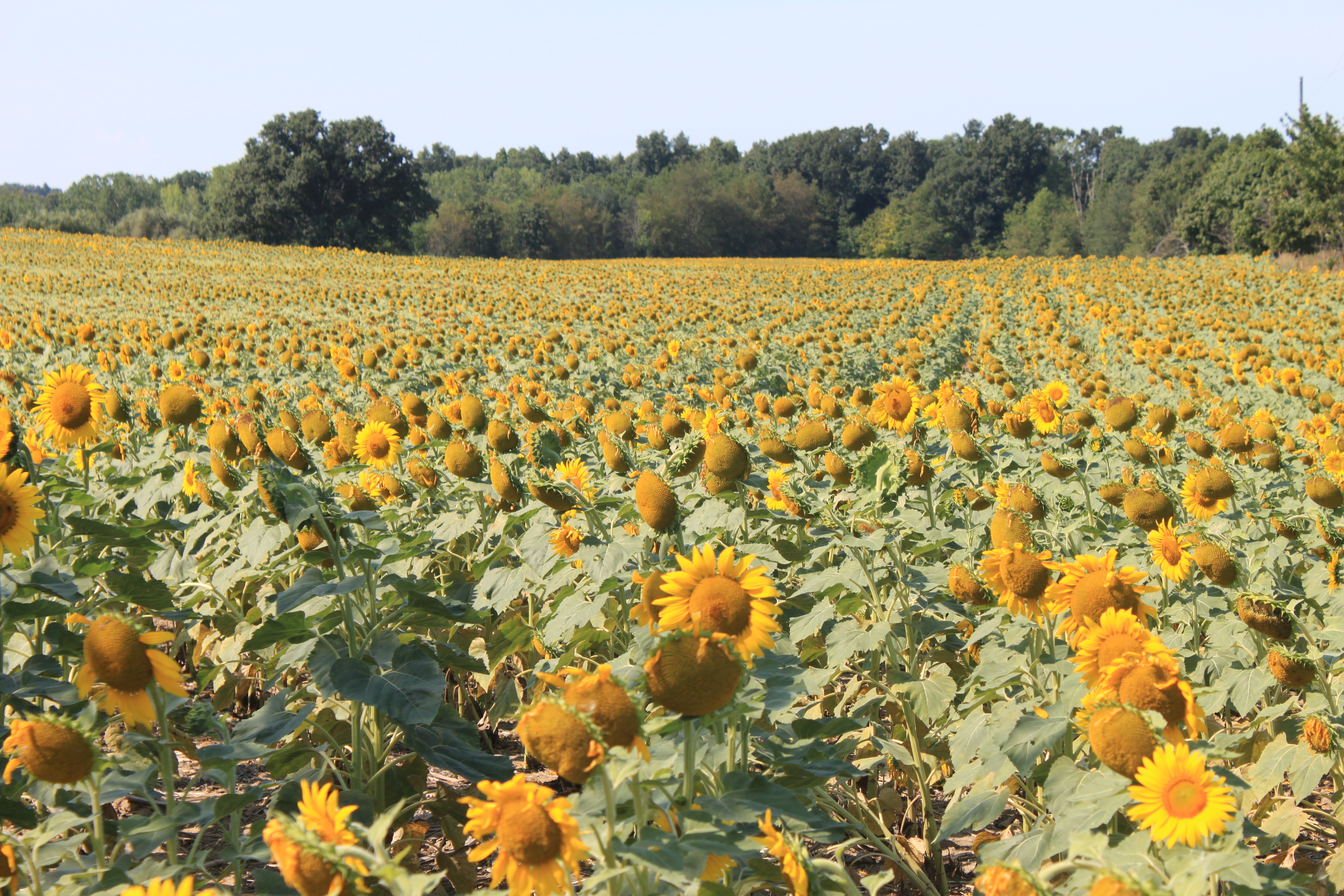 File:Sunflower Field Saline Township Michigan.JPG - Wikimedia Commons