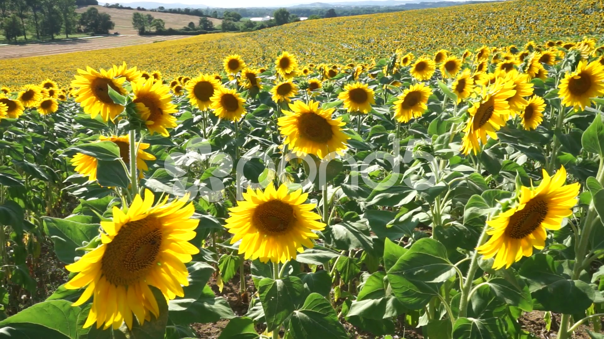 Sunflower field ~ HD & 4K Stock Footage #55778528 | Pond5