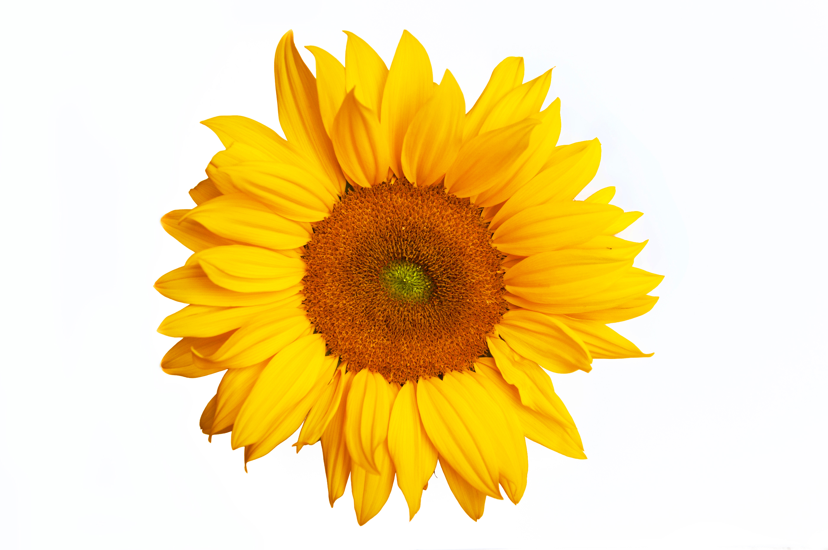 Free photo: Sunflower isolated on white background - Agriculture