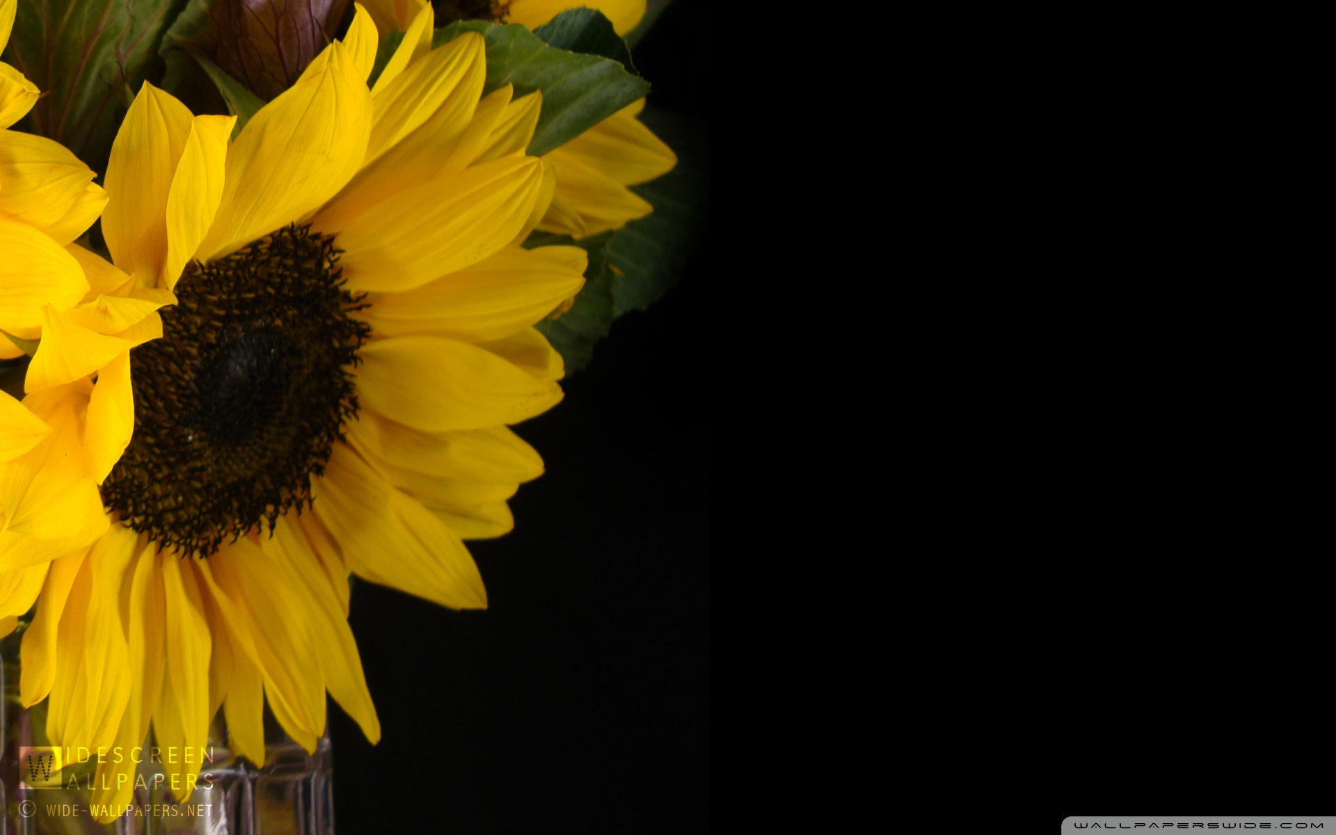 Sunflower and Kale in a Vase ❤ 4K HD Desktop Wallpaper for 4K Ultra ...