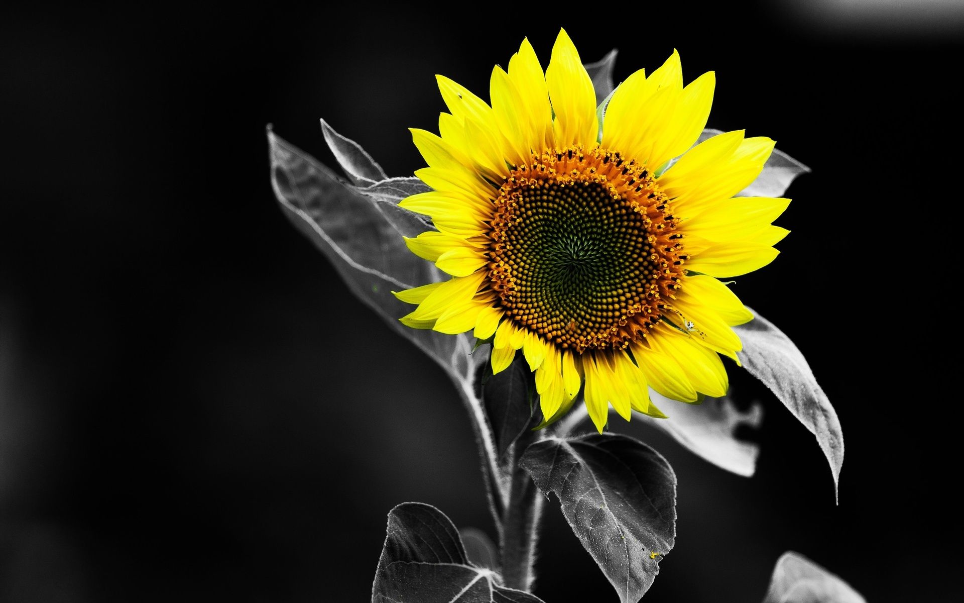 Sunflower Black and White Yellow Color HD Wallpaper wallpaper ...