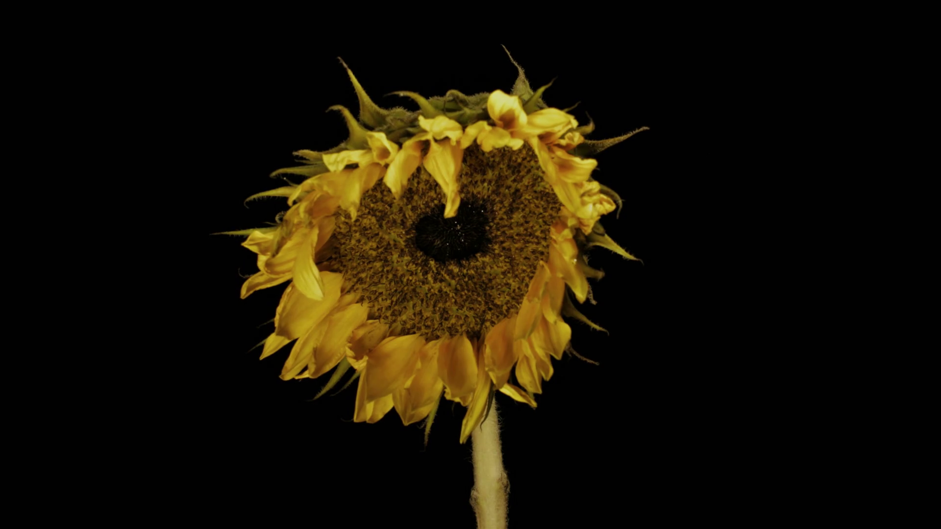 Medium static time lapse shot of a dying sunflower drying up against ...