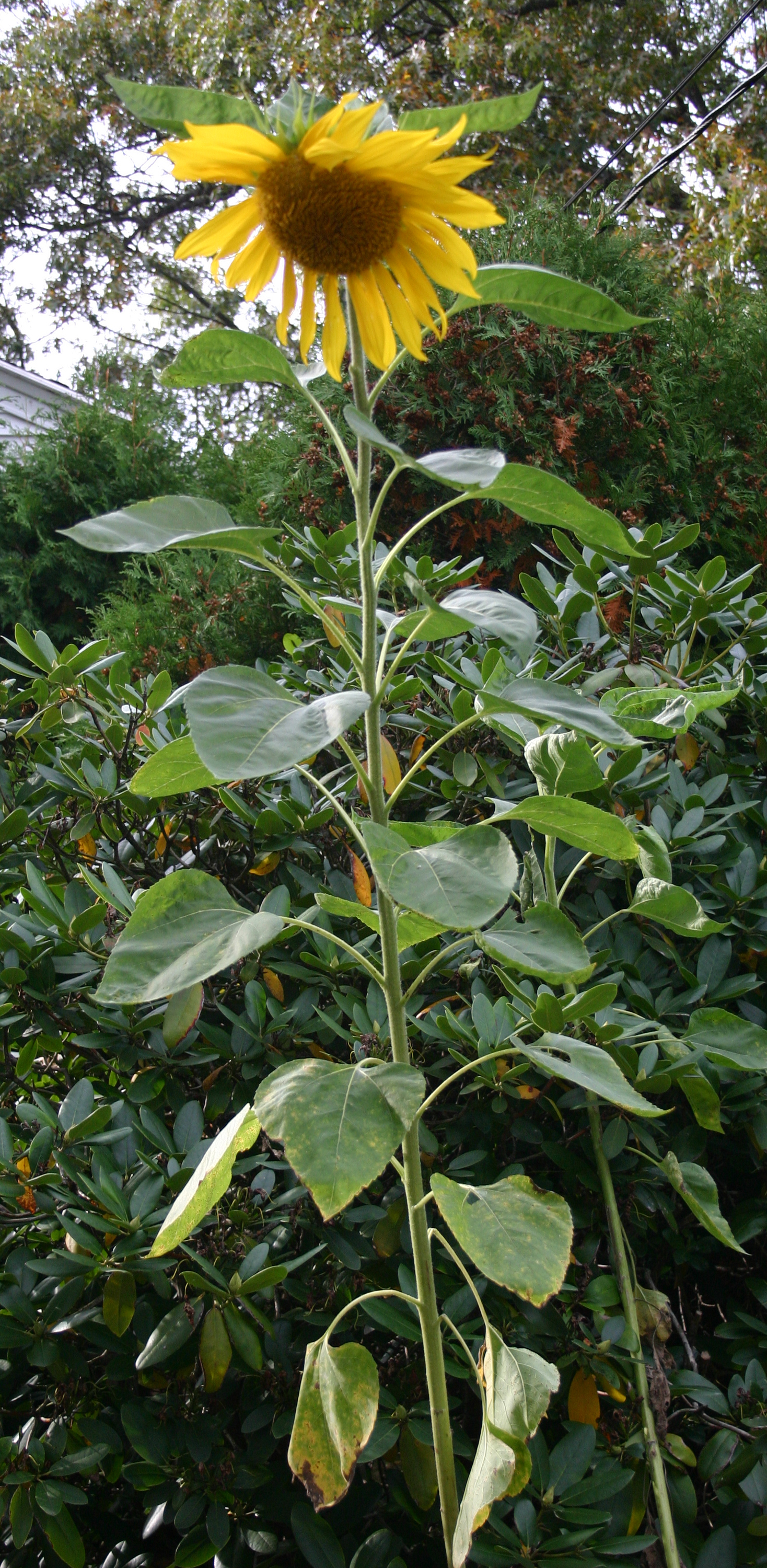 Medicinal Plants-Sunflower