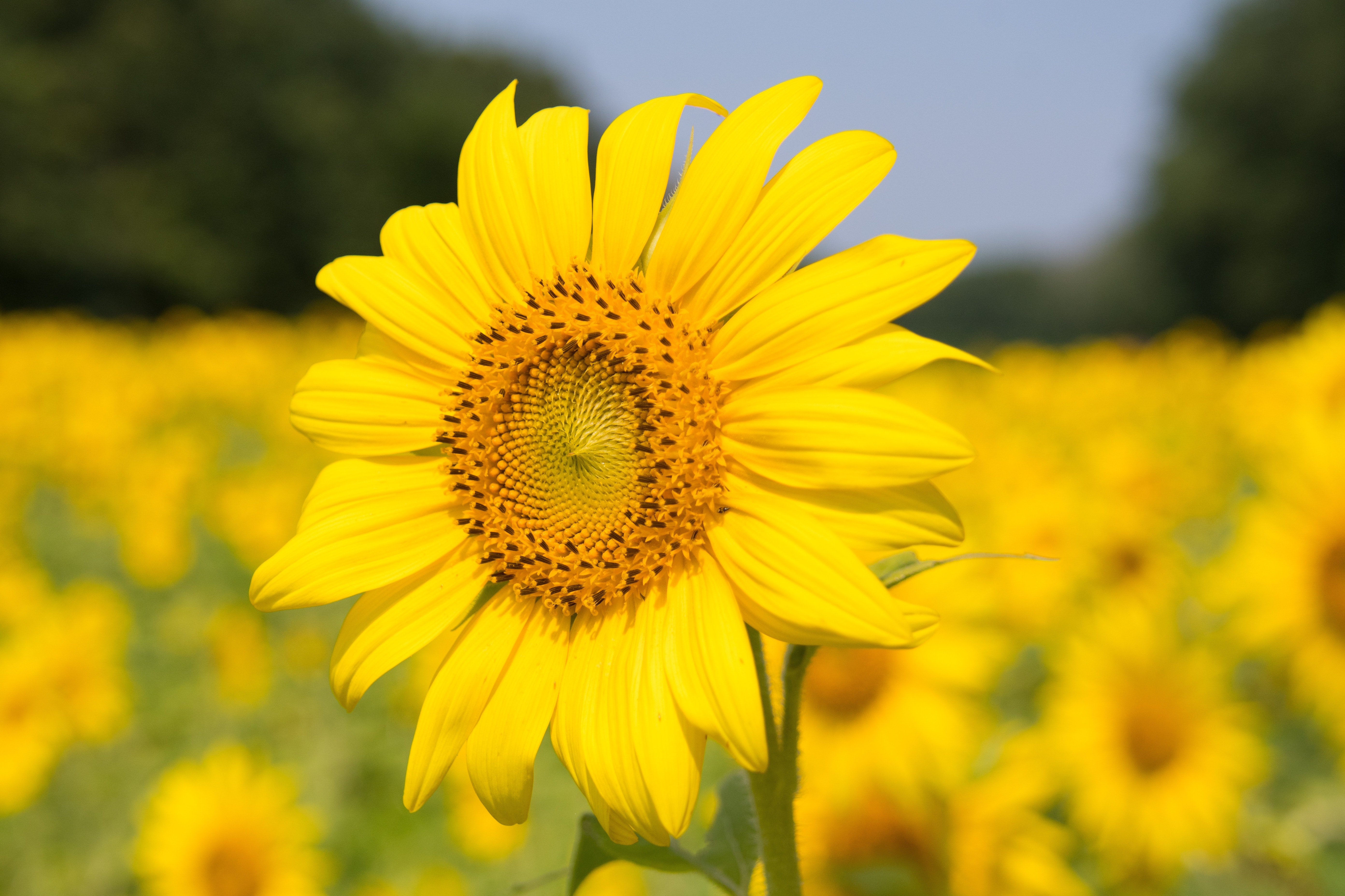 sunflower plant bloom blossom jooinn field