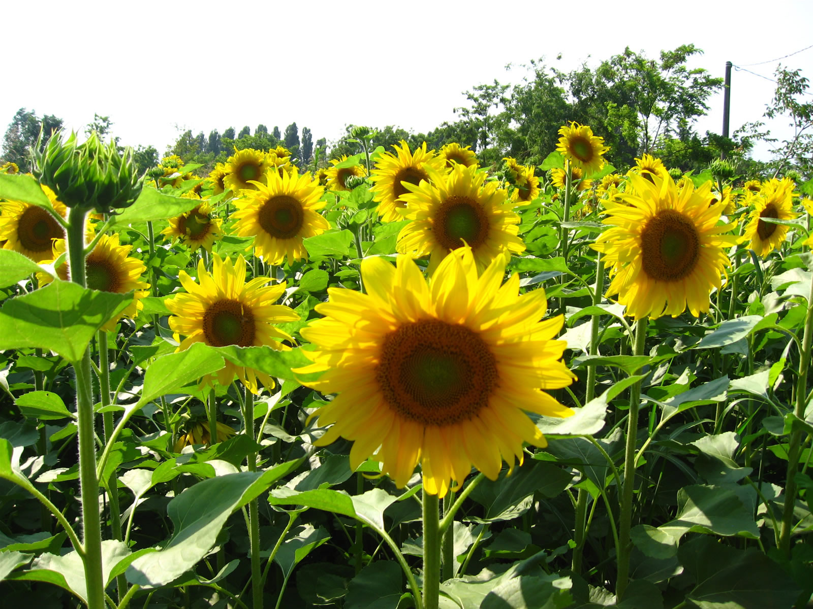 Identifying Sunflower Plants | Orchid Flowers
