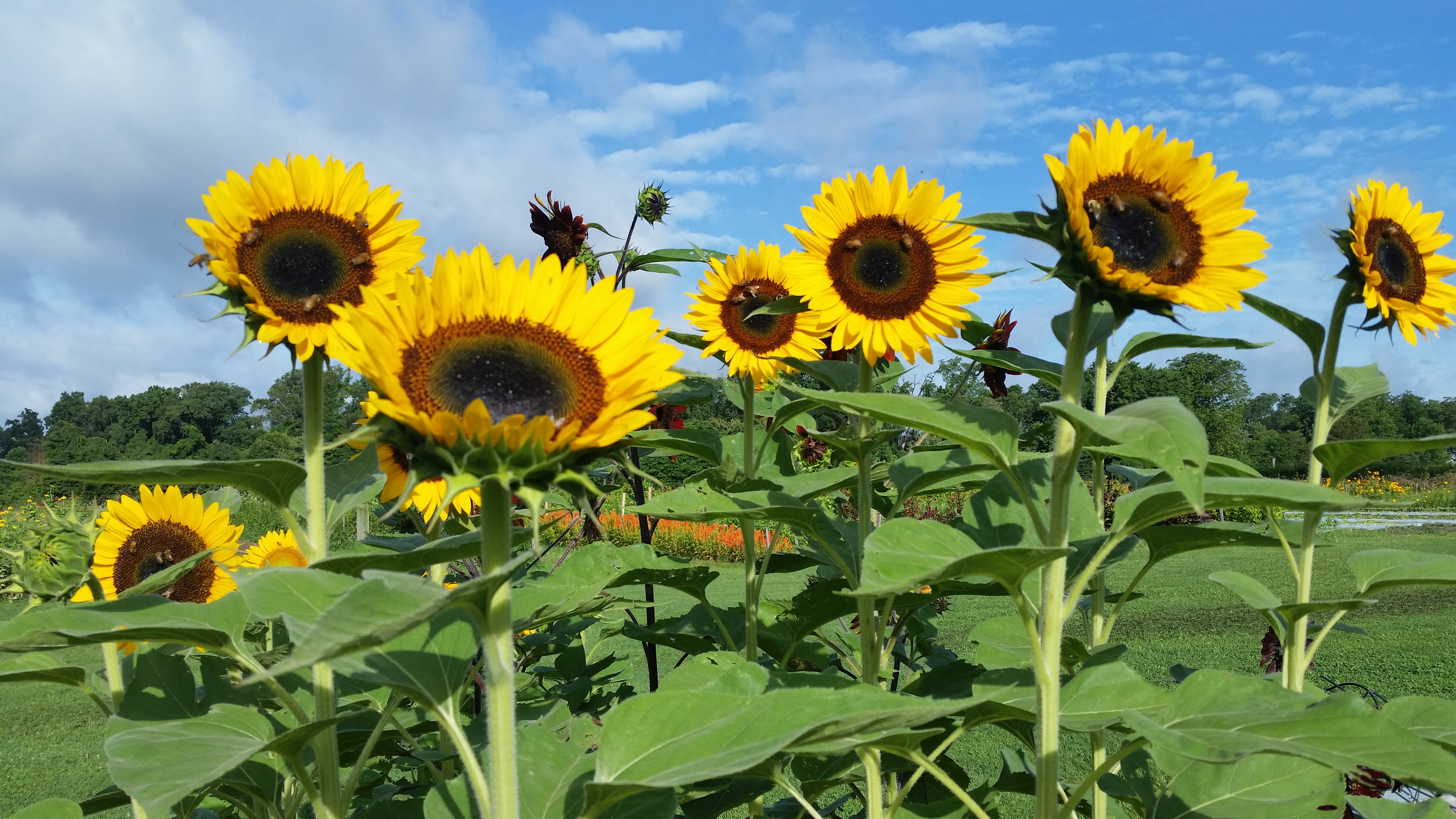 Picture of sunflower plant information