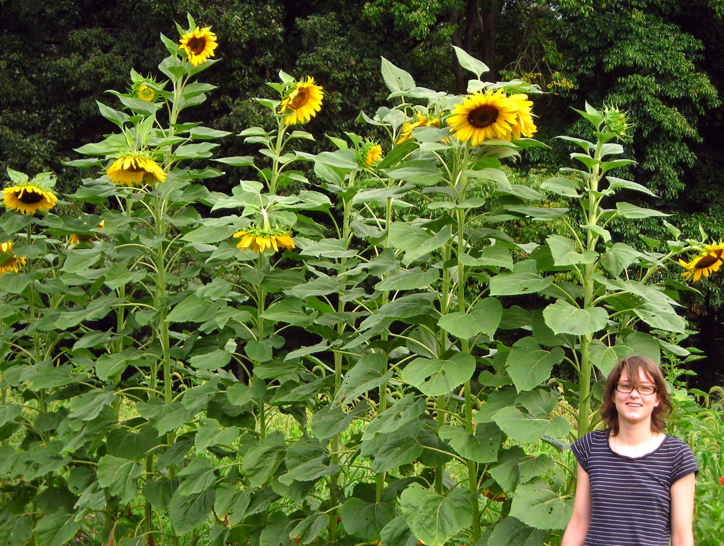 sunflower mammoth plant seed jooinn southernexposure