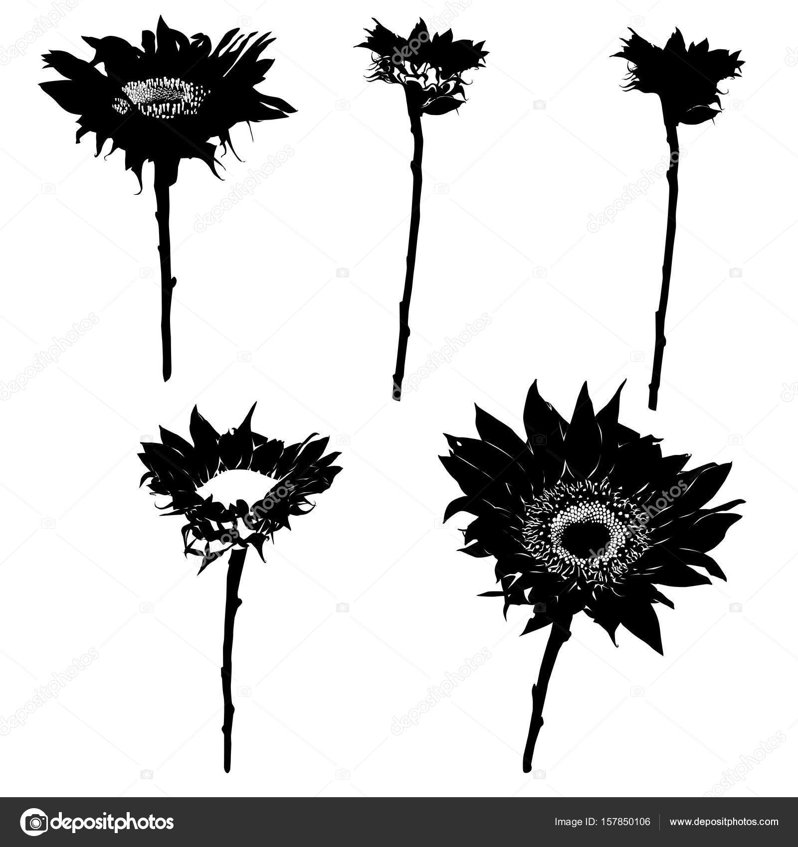 sunflower silhouettes series — Stock Photo © richcat #157850106