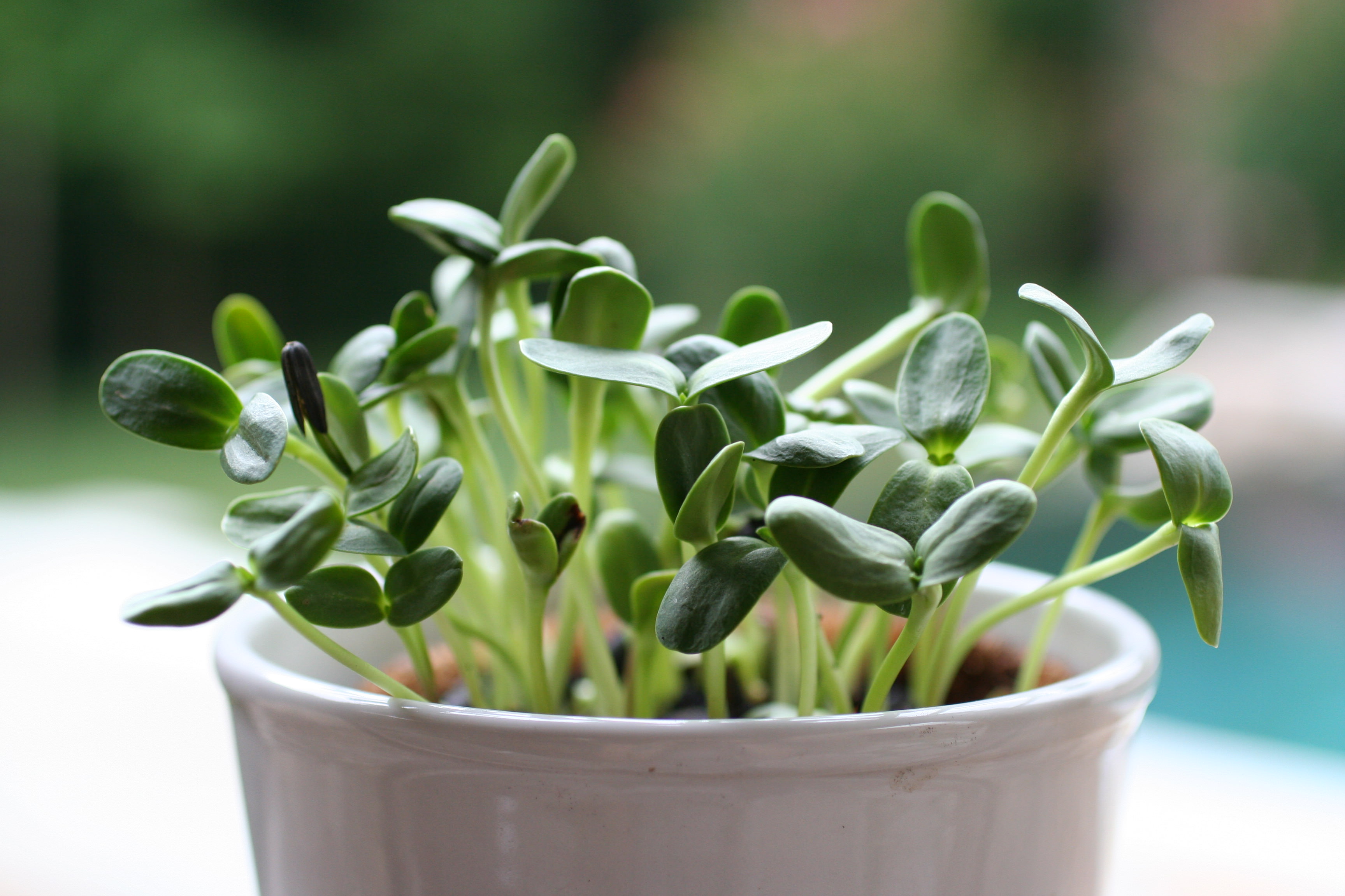Sunflower sprouts photo