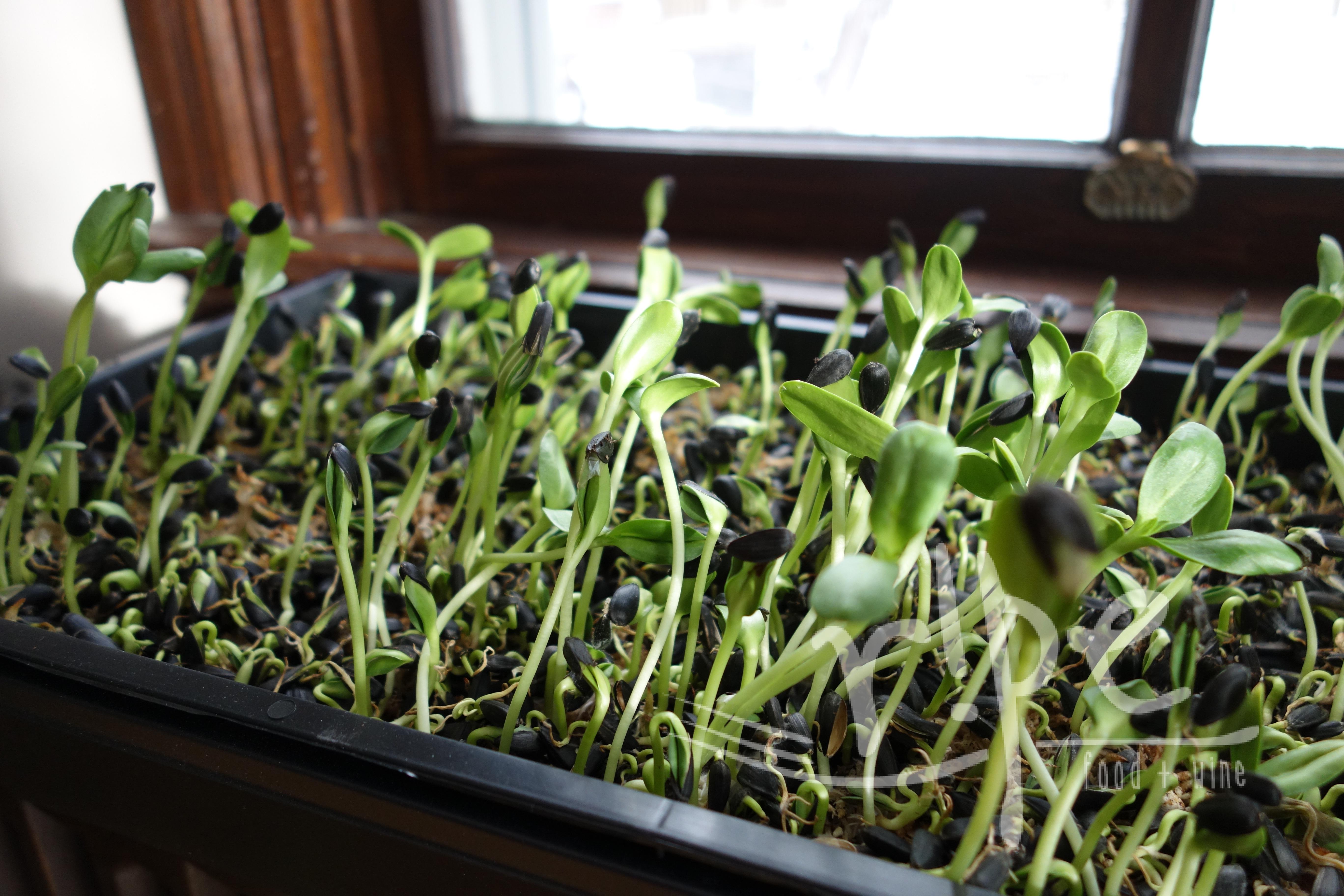 Sunflower Sprouts | RIPE