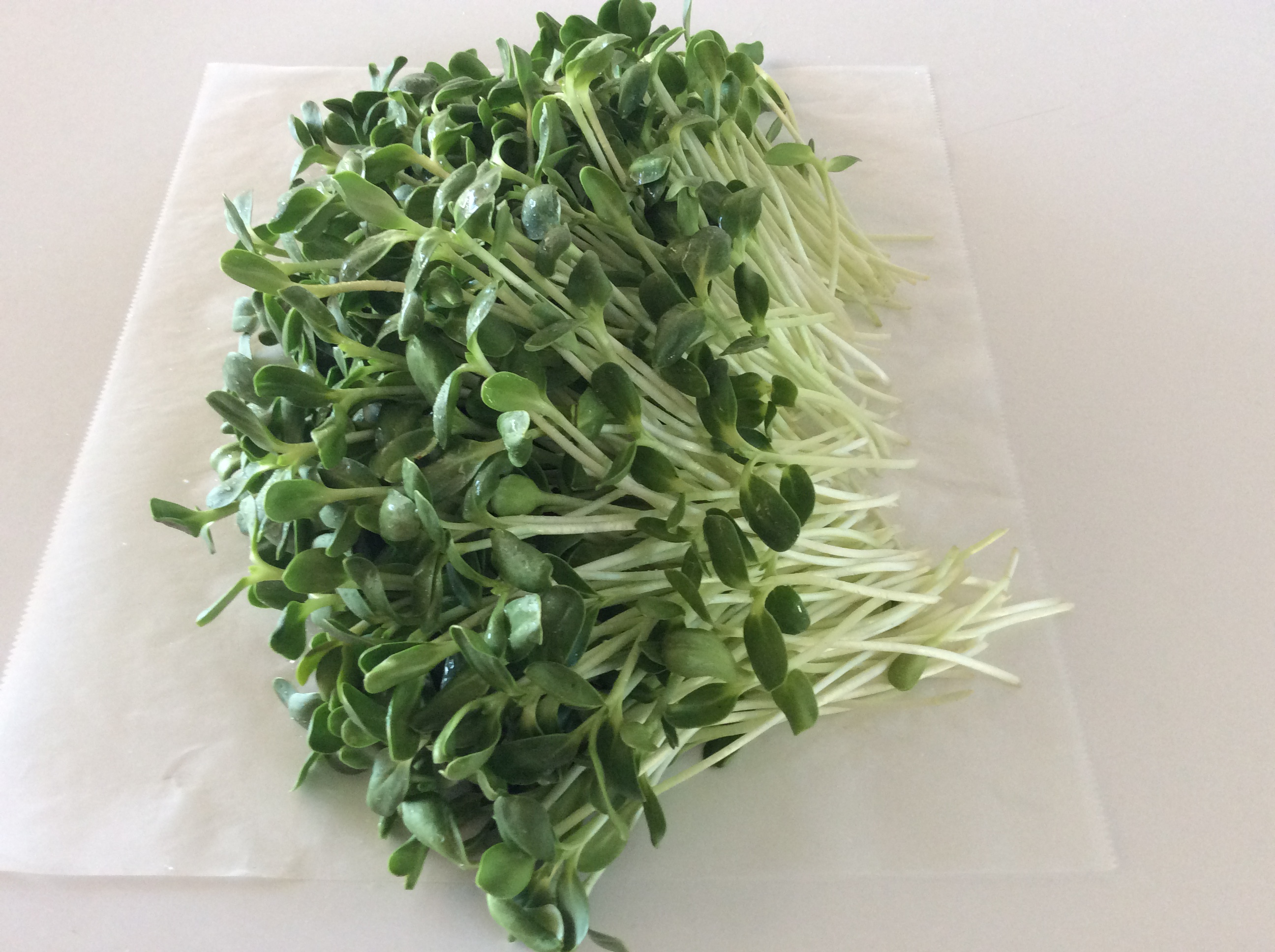 Organic Sunflower Sprouts | Got Sprouts?