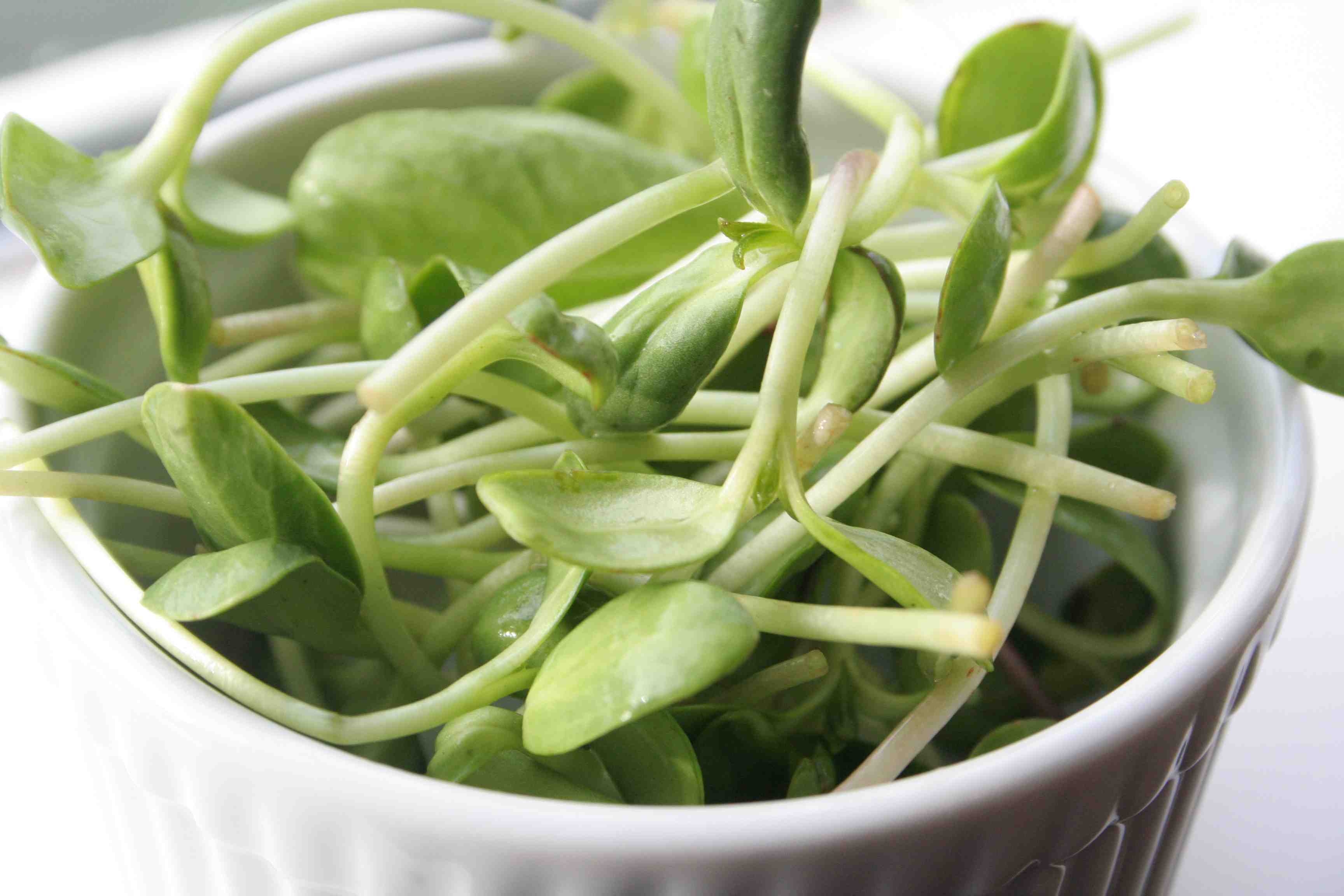 My obsession with sunflower sprouts - An Apple a Day Nutrition