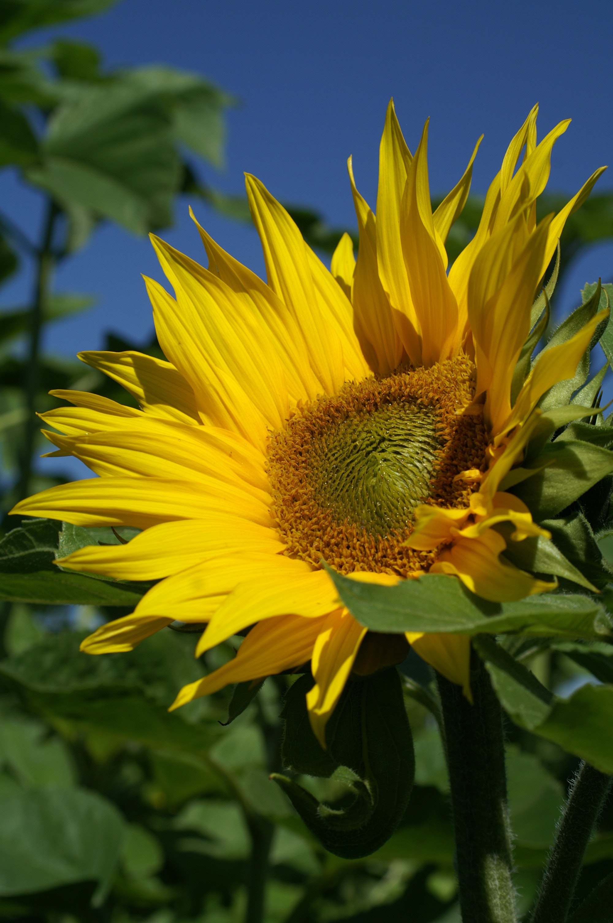 Sunflower under blue sky during daytime photo