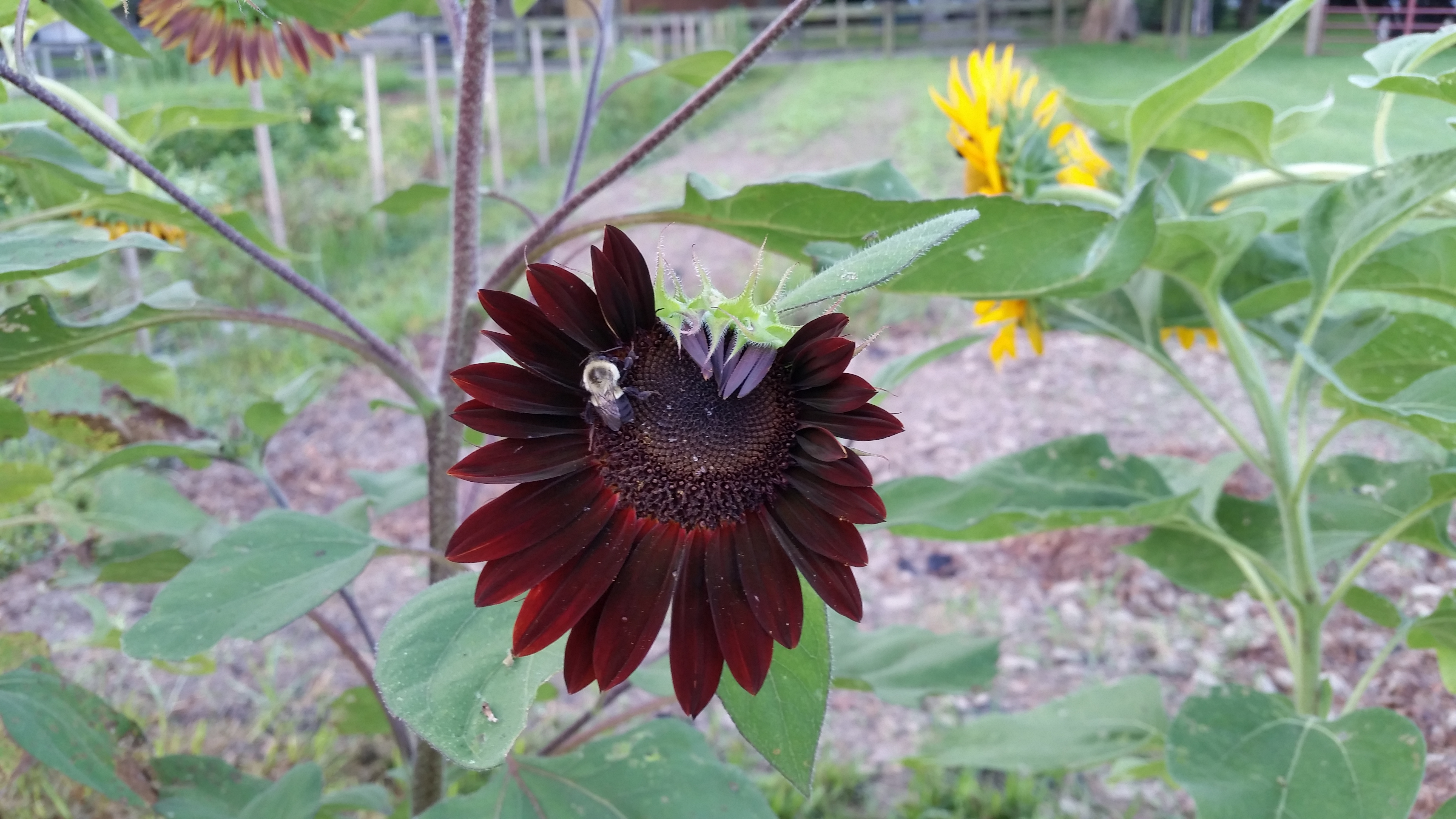 How-to Grow Sunflowers with Small or Big Blooms
