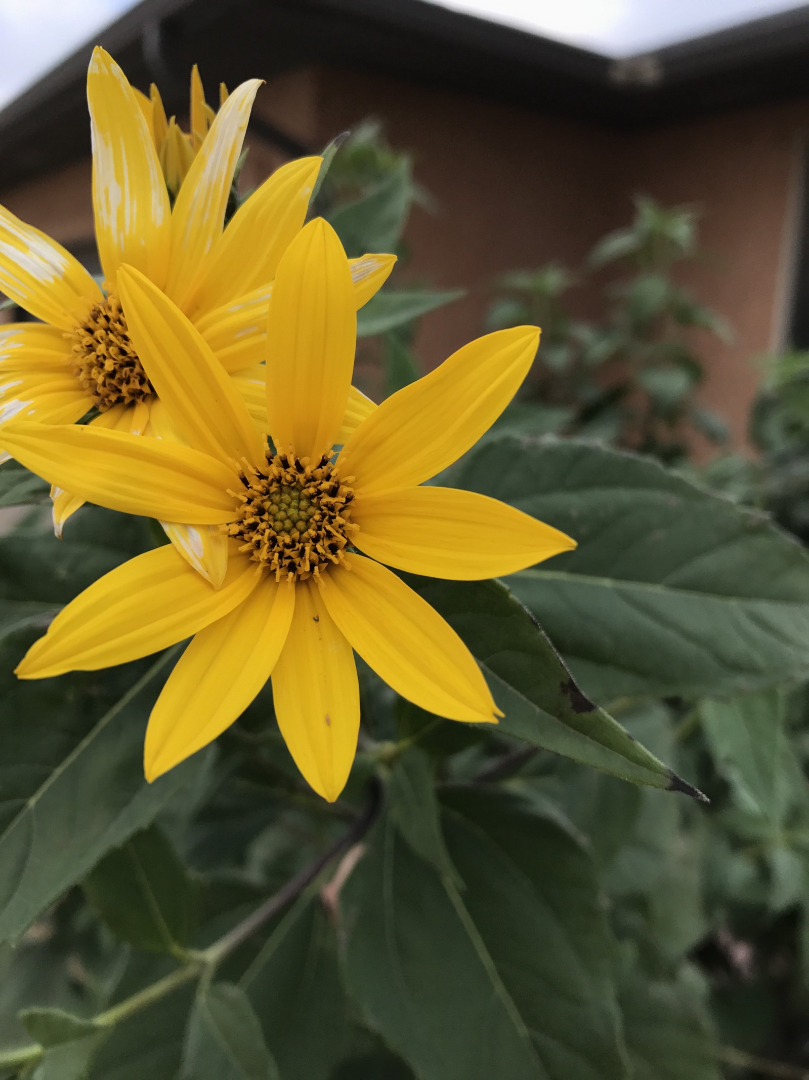Sunchokes: Native Sunflowers that Prodigiously Produce Palatable ...
