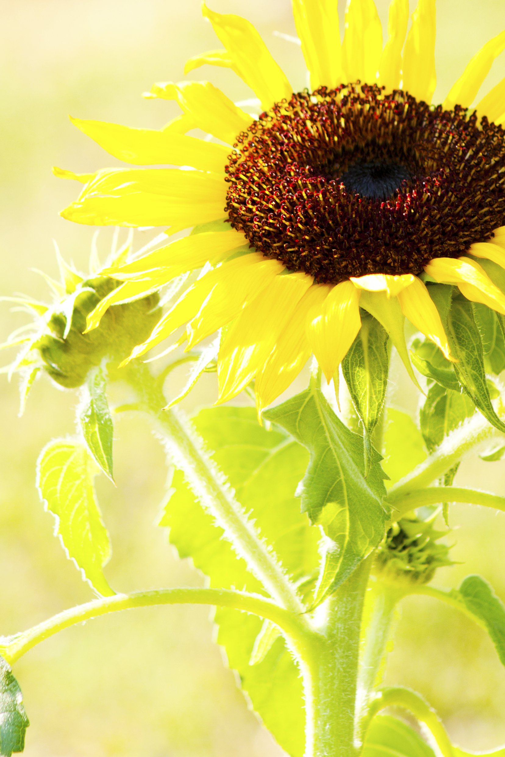 Sunflowers, Agriculture, Ray, Nature, Orange, HQ Photo