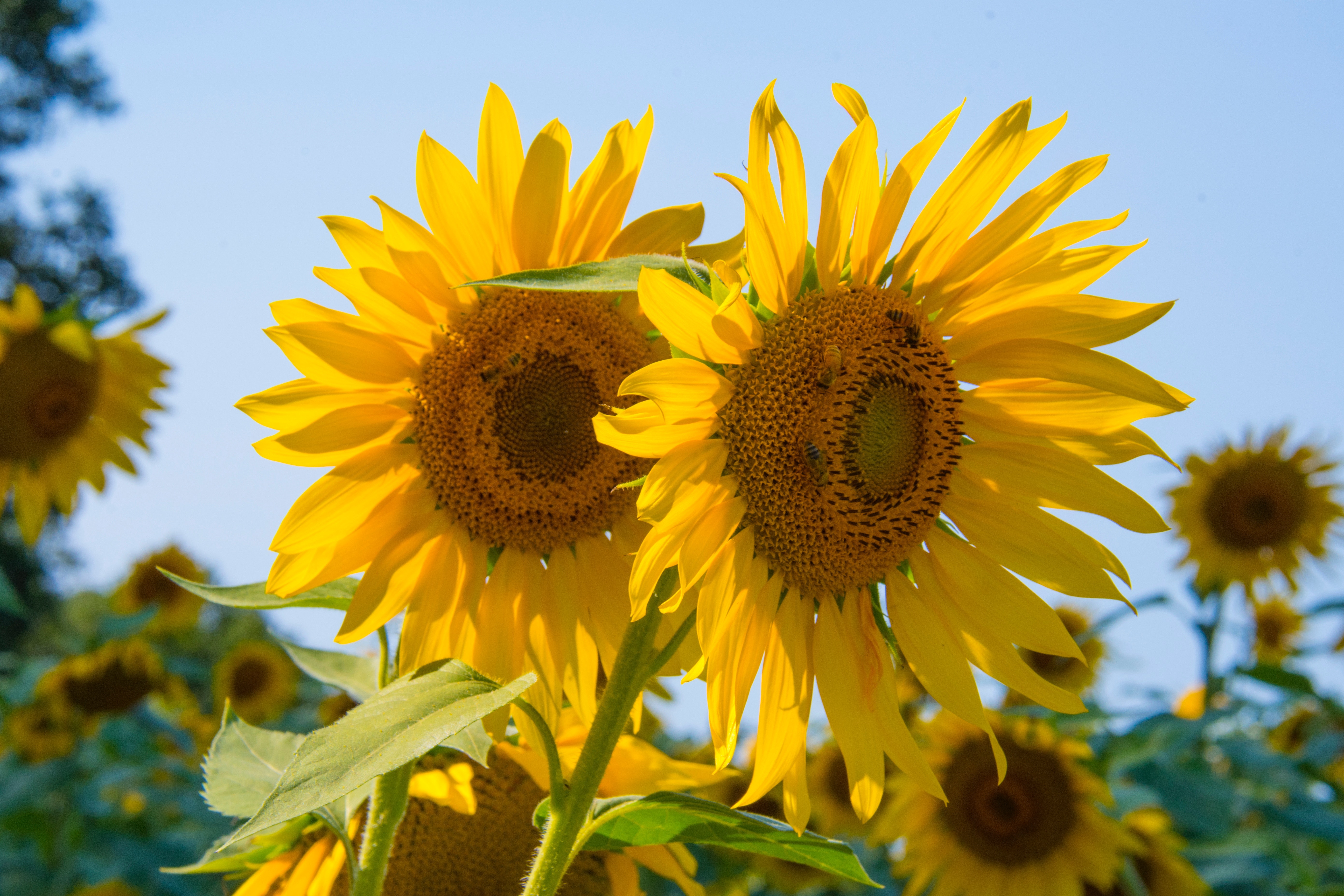 Free Photo Sunflowers Bloom Nature Sunflower Free Download Jooinn