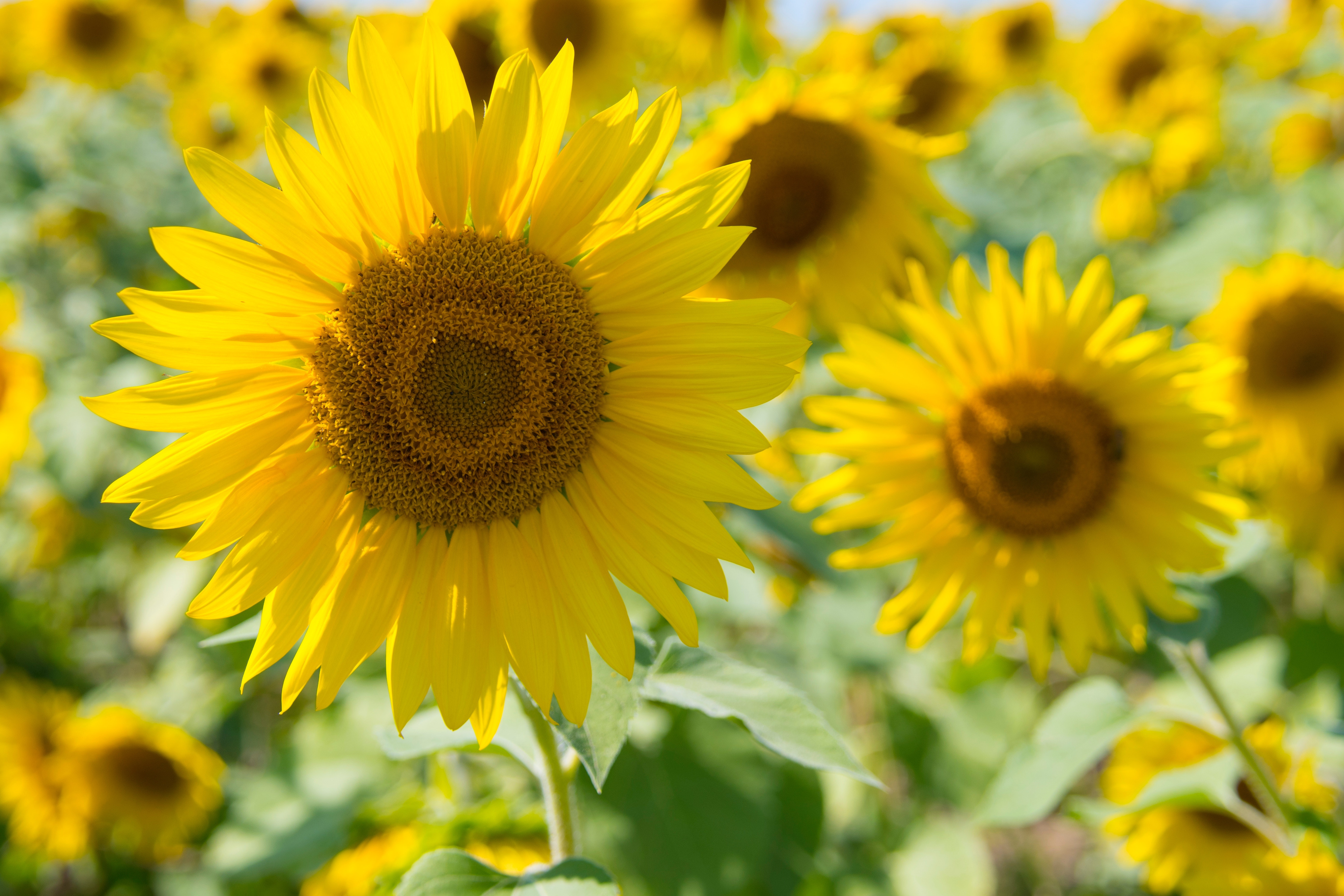 Sunflowers, Bloom, Macro, Sunflower, Season, HQ Photo